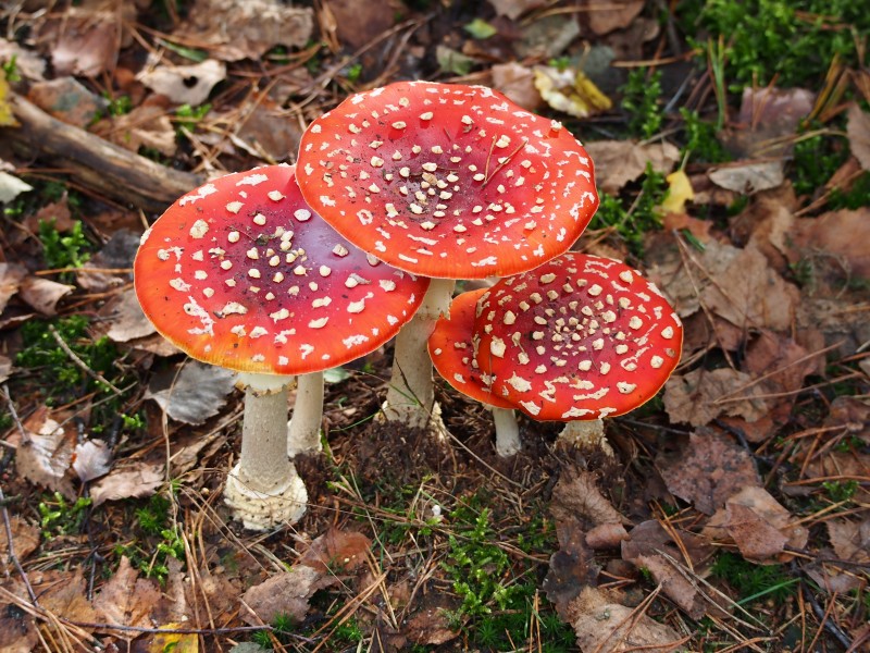 Unidentified mushrooms pic-041