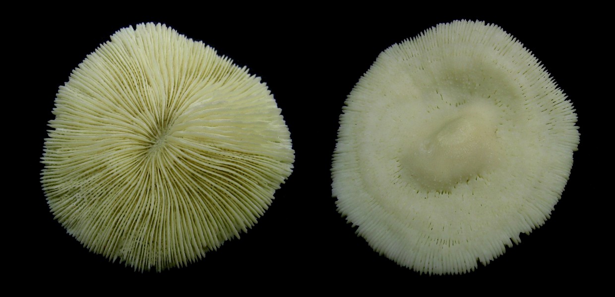 Unknown Coral Front and back Macro