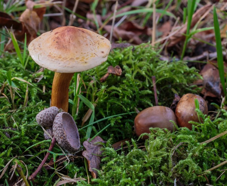 Vaaggegordelde gordijnzwam (Cortinarius anomalus). Locatie, Hortus (Haren, Groningen)