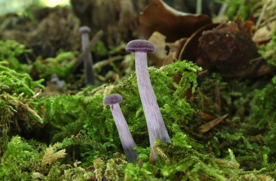 Violetter Lacktrichterling Laccaria amethystea