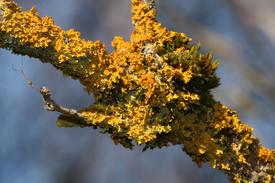 Xanthoria parietina 3 Richard Bartz