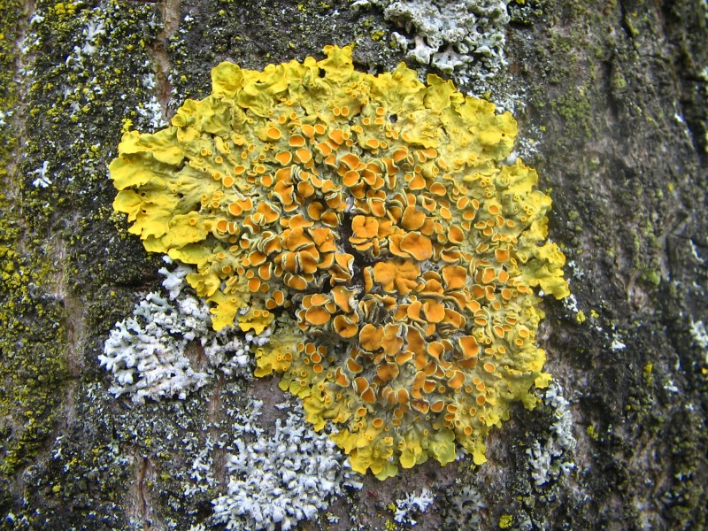 Xanthoria parietina (06 03 31)