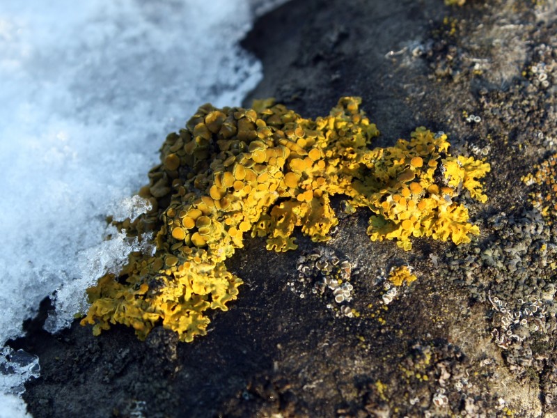 Xanthoria parietina on eternit