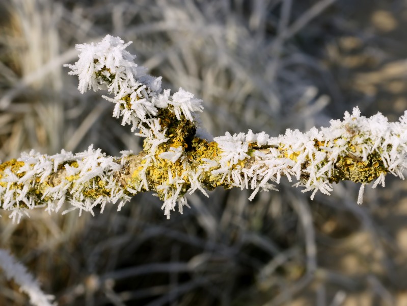 Xanthoria parietina with hoar frost