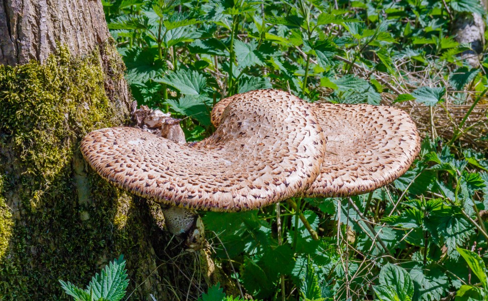 Zadelzwam (Polyporus squamosus). Locatie, natuurterrein Beekdal Linde Bekhofplas
