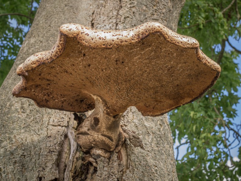 Zadelzwam (Polyporus squamosus)