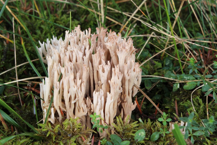 Zierliche Koralle Ramaria gracilis