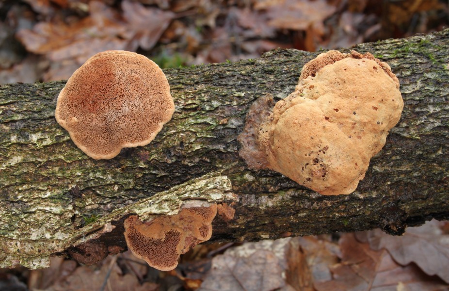 Zimtfarbene Weichporling Hapalopilus nidulans or Hapalopilus rutilans