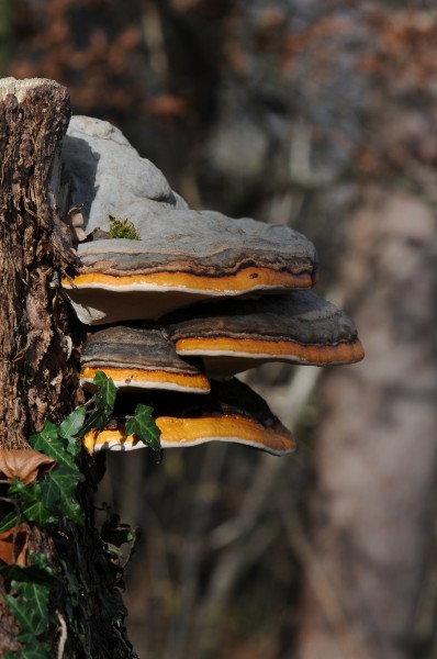 Zunderschwamm, Fomes fomentarius 1
