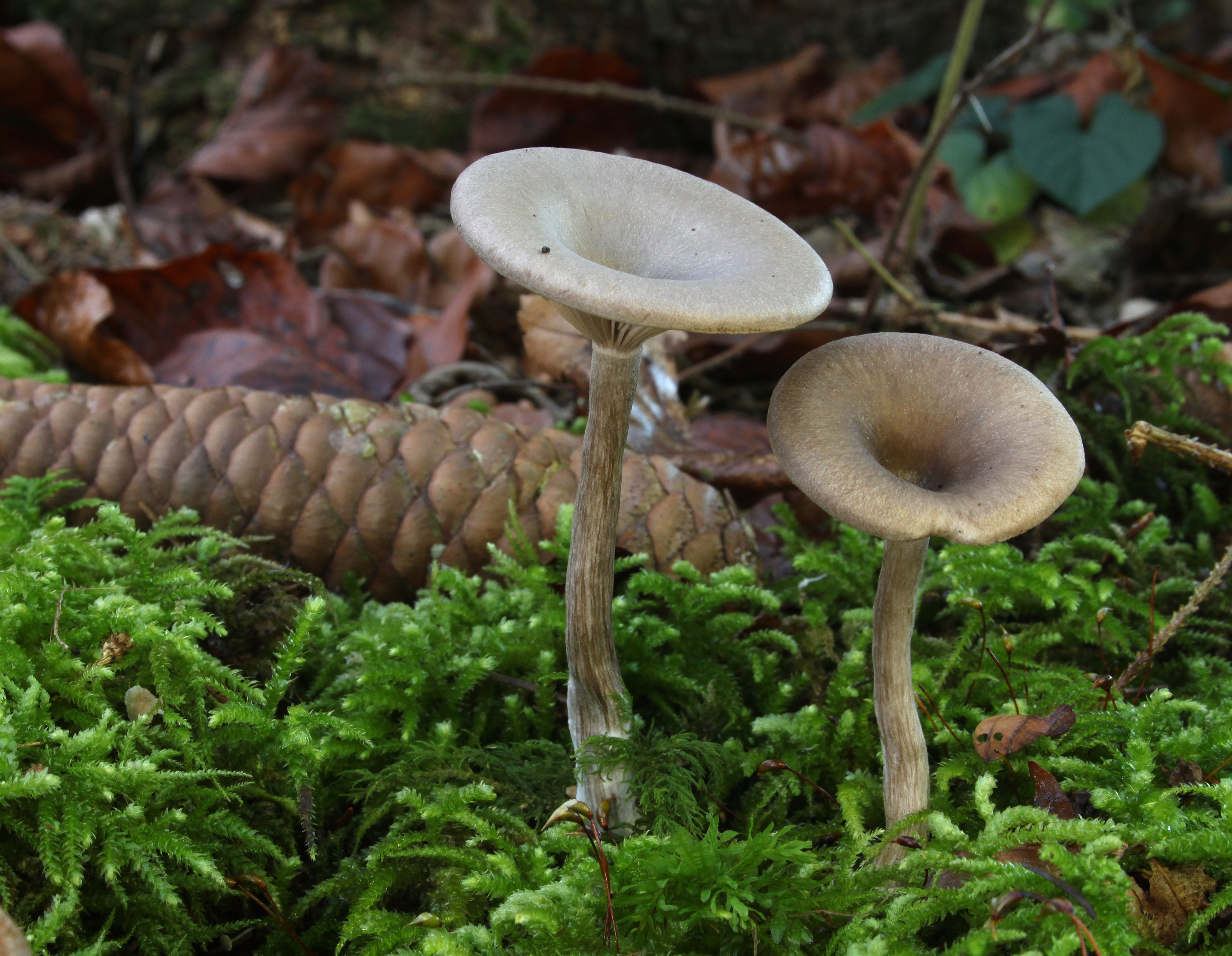 Pseudoclitocybe cyathiformis gabeltrichterling