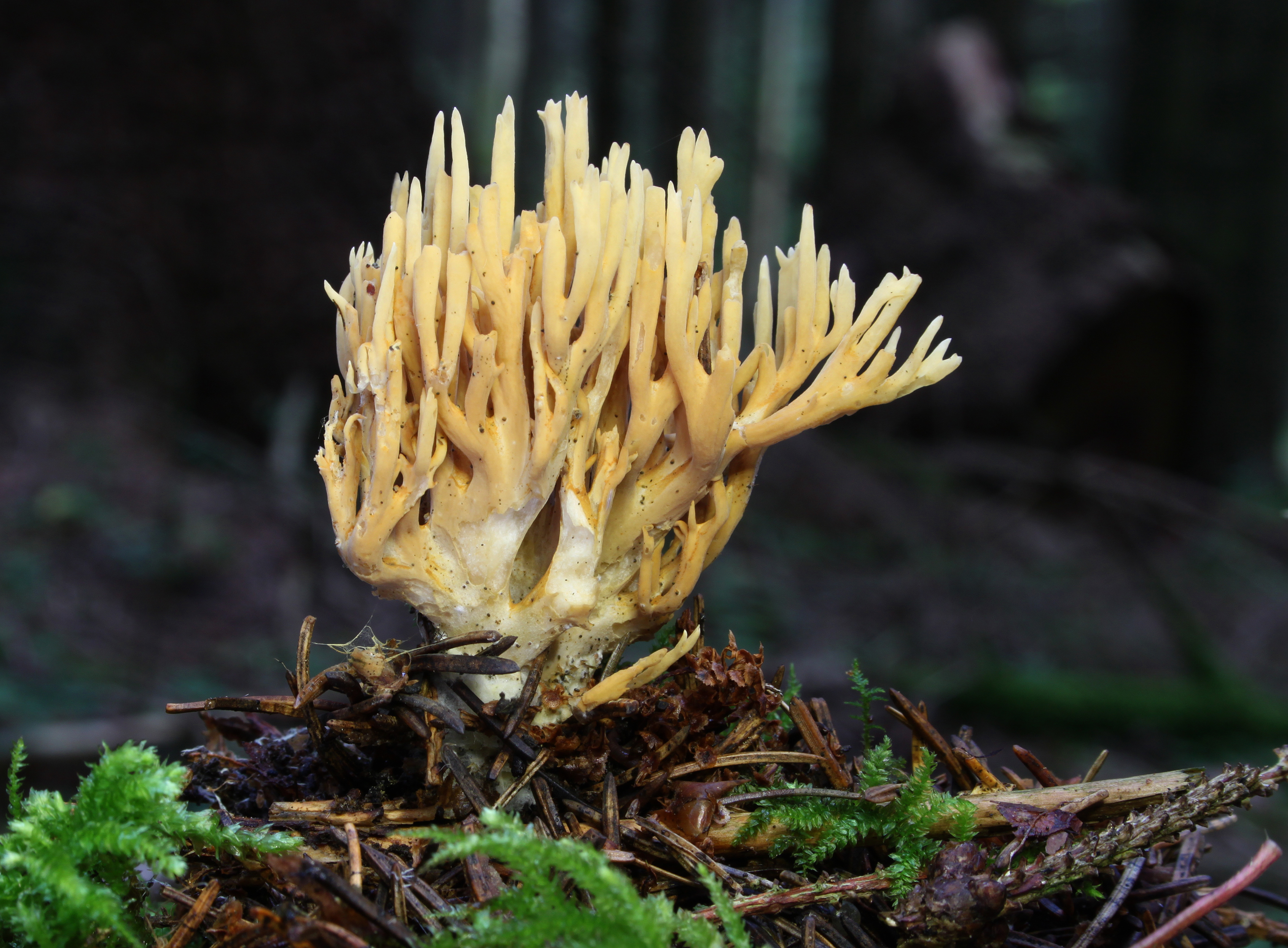 Ramaria-flaccida-fichtenkoralle