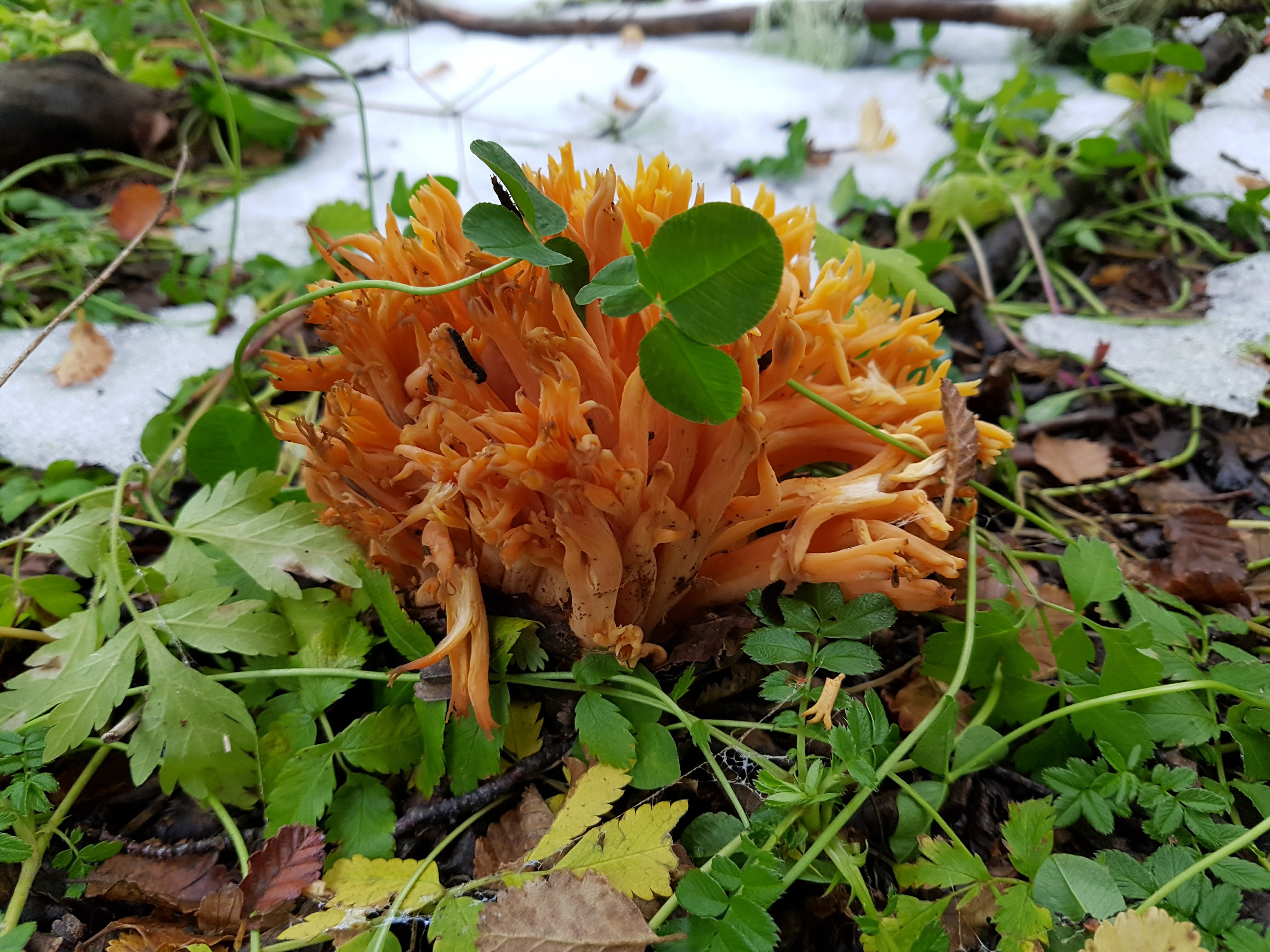 Ramaria flava 2