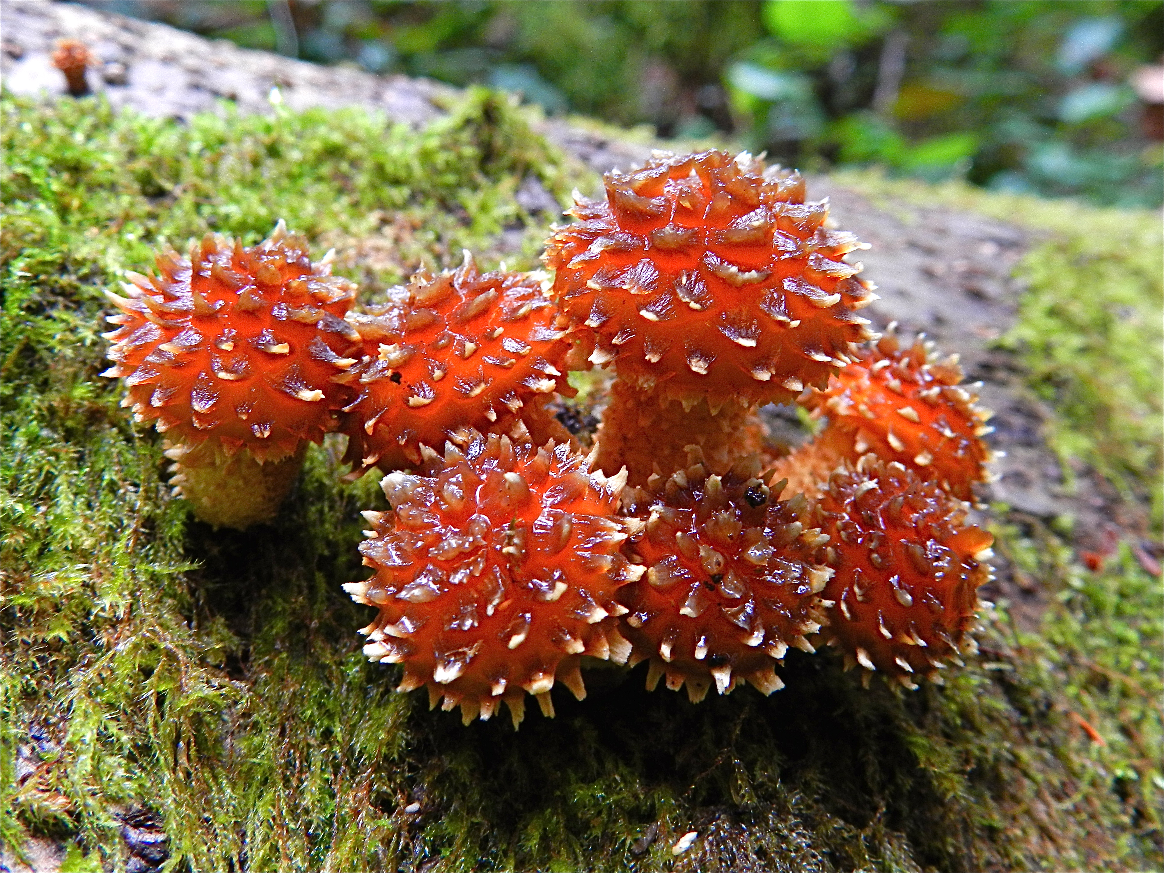 Red mushrooms (6213208588)