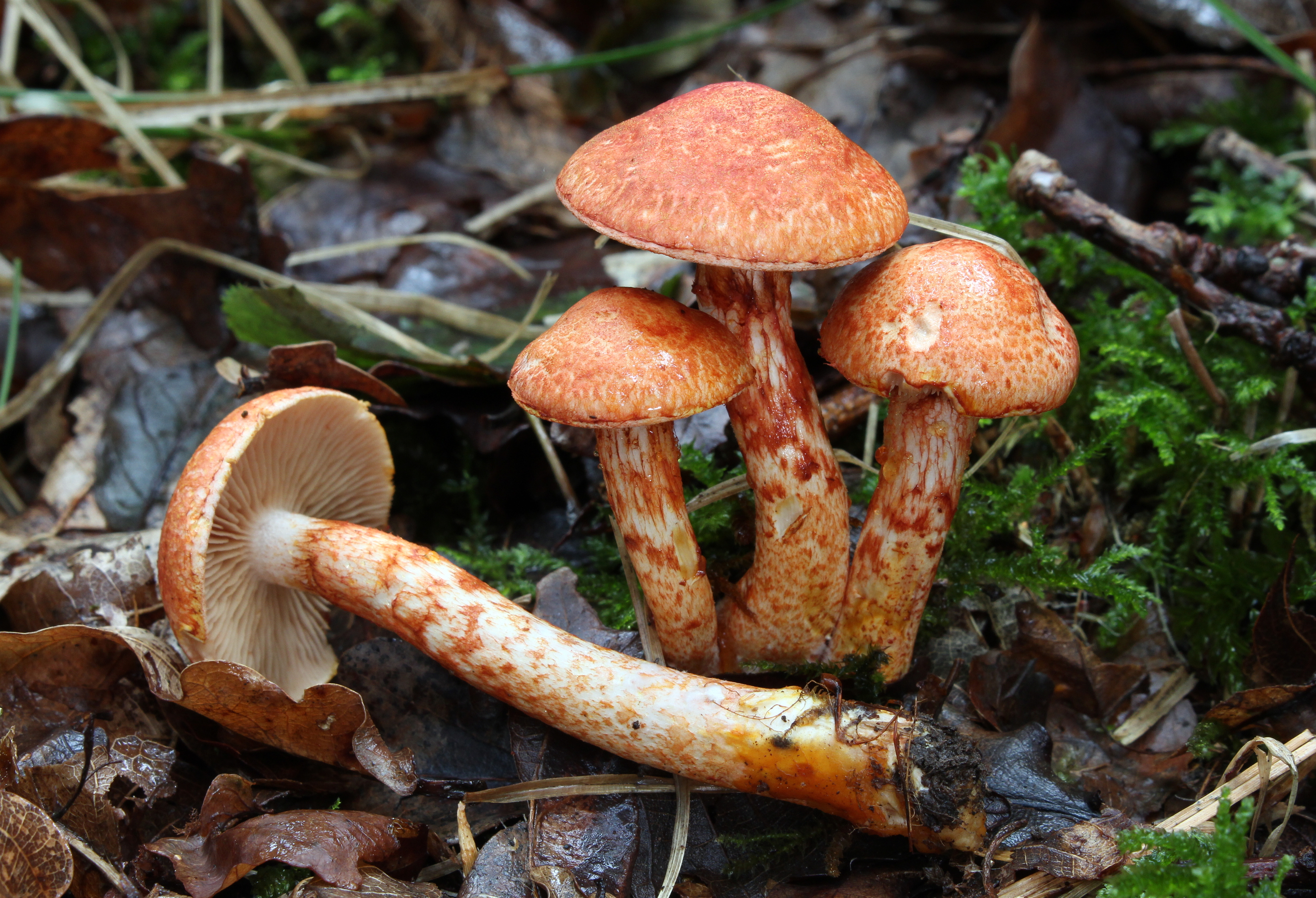 Rotschuppige Raukopf Cortinarius bolaris