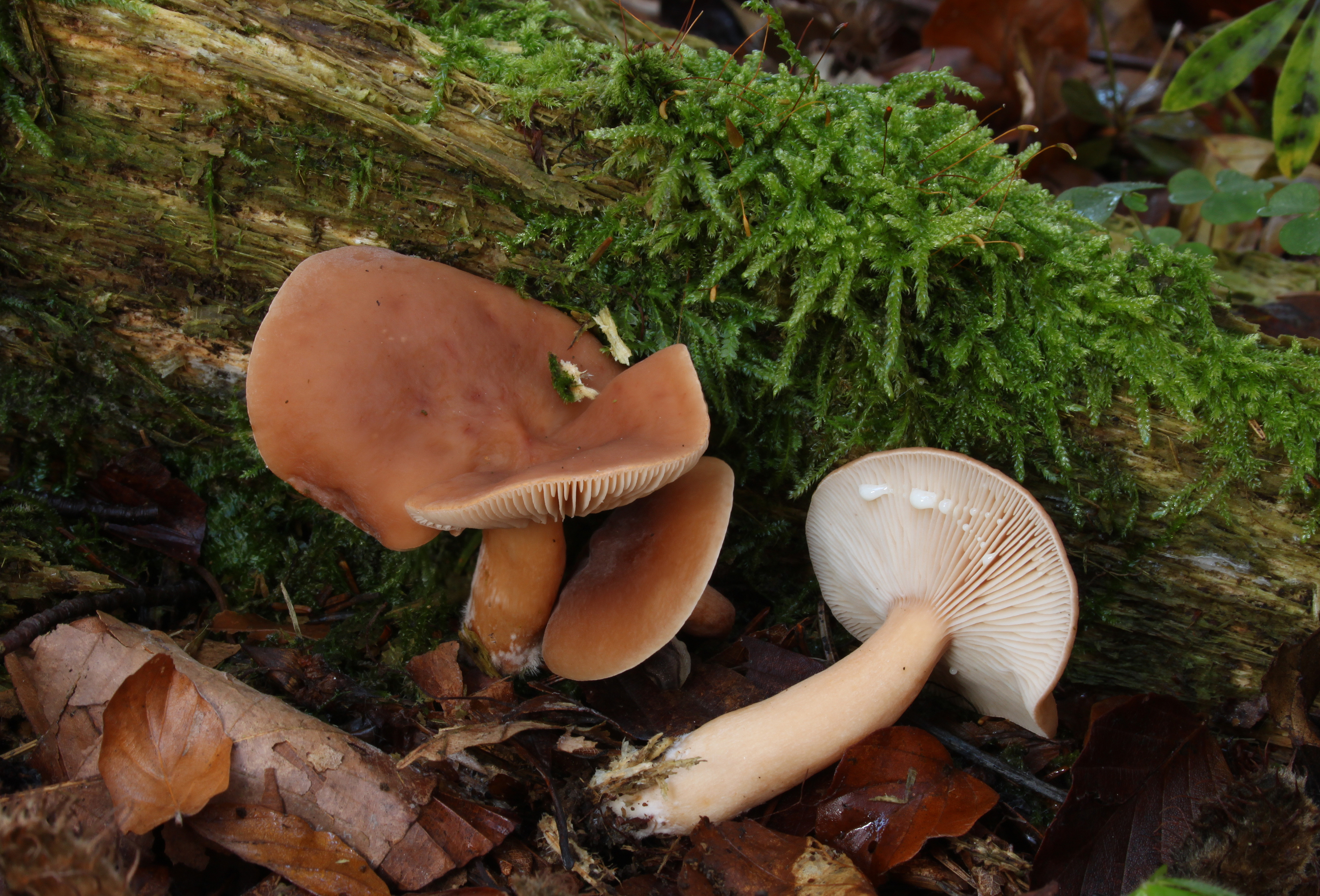 Süßlicher Milchling Lactarius subdulcis