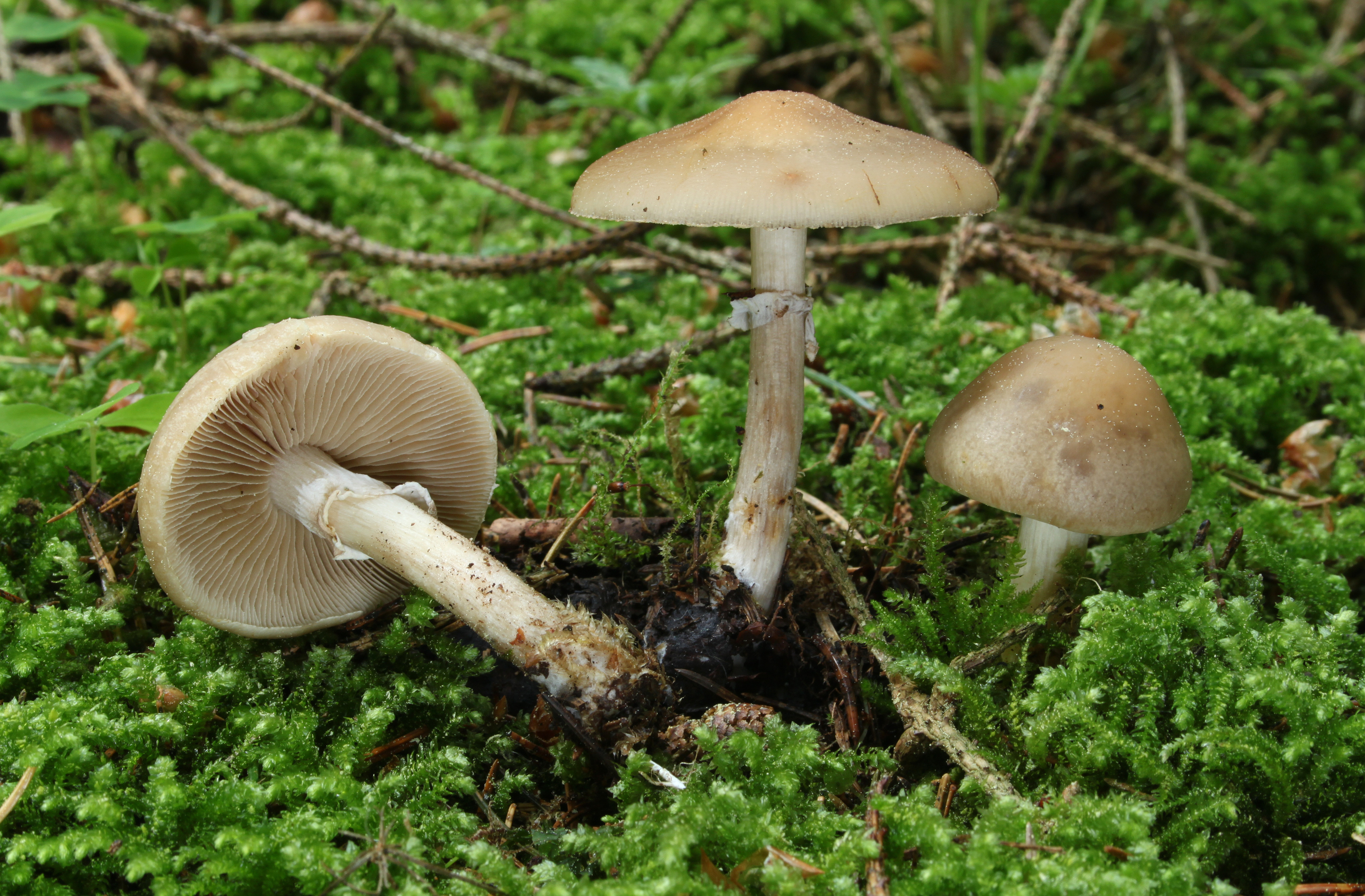 Südlicher Ackerling Agrocybe cylindracea