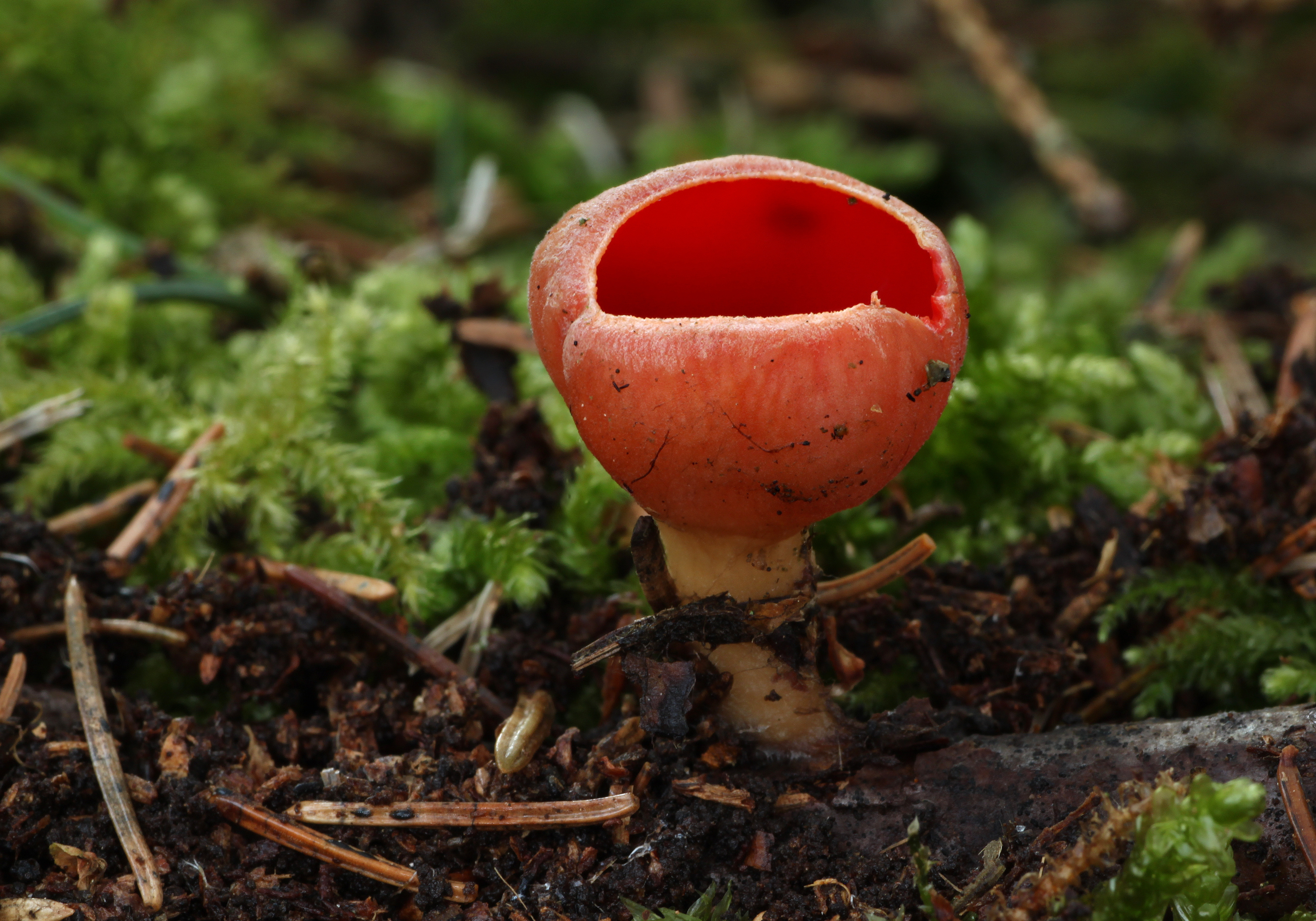 Sarcoscypha austriaca 2