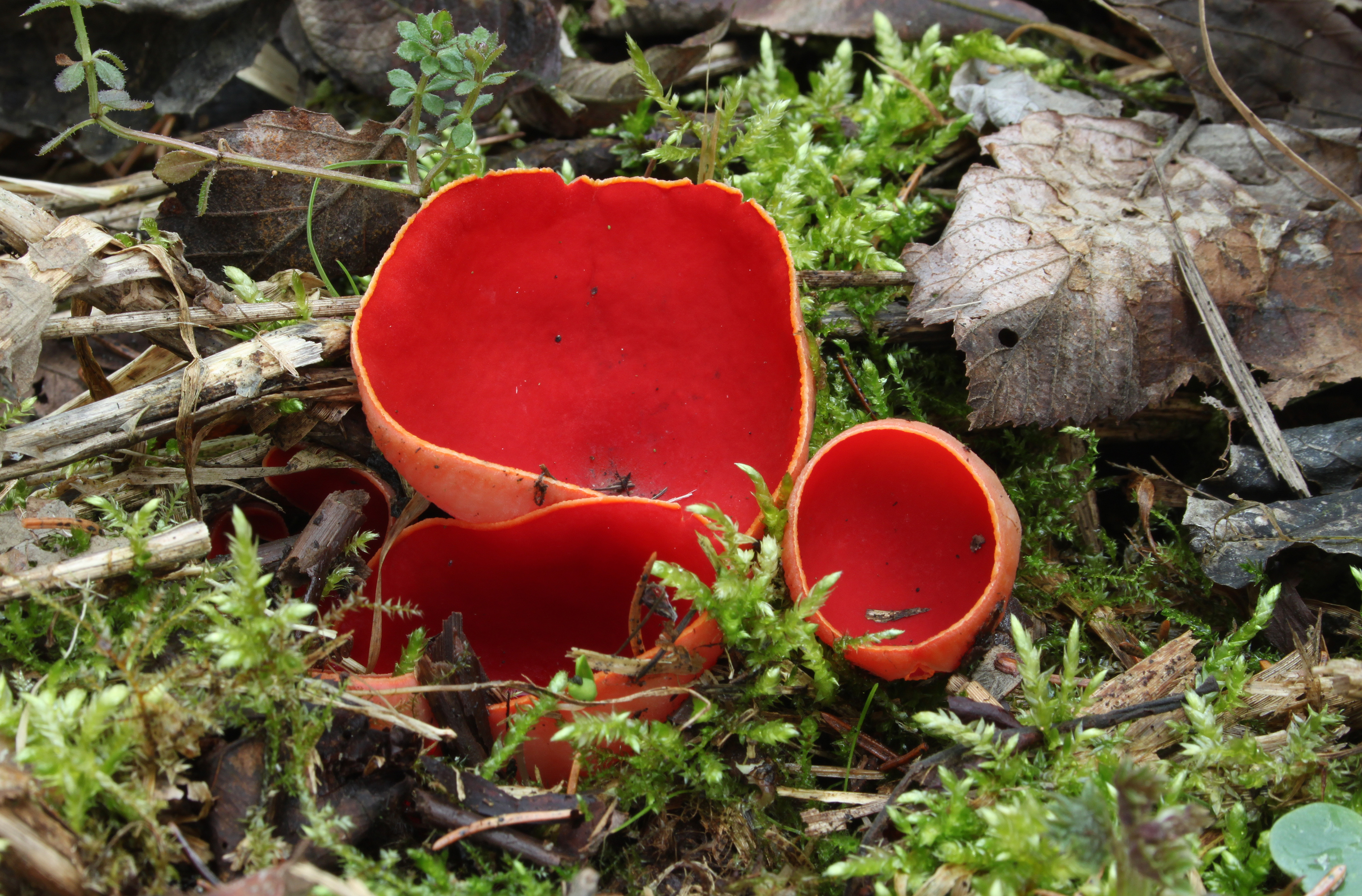 Sarcoscypha austriaca 4
