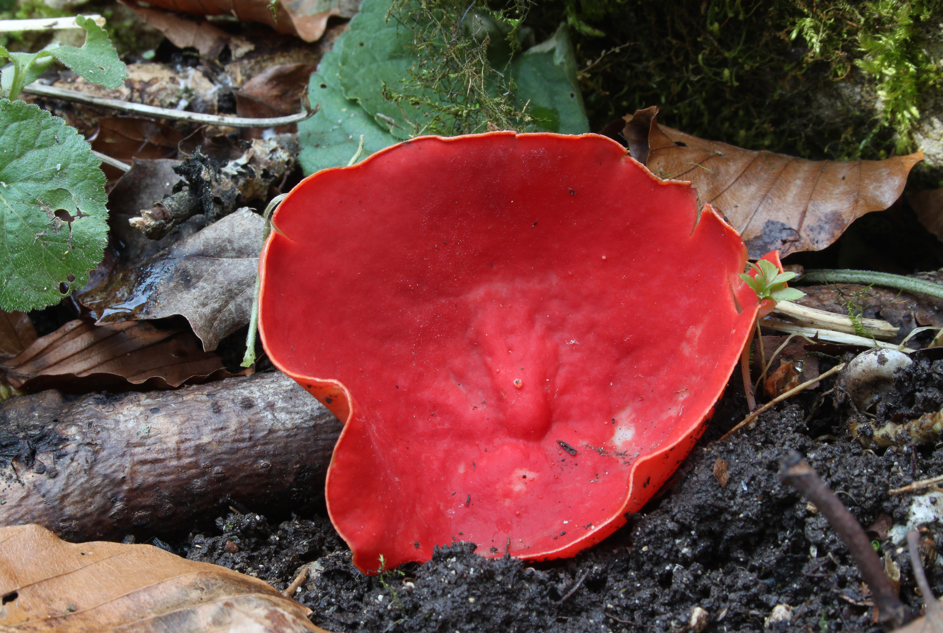Sarcoscypha jurana