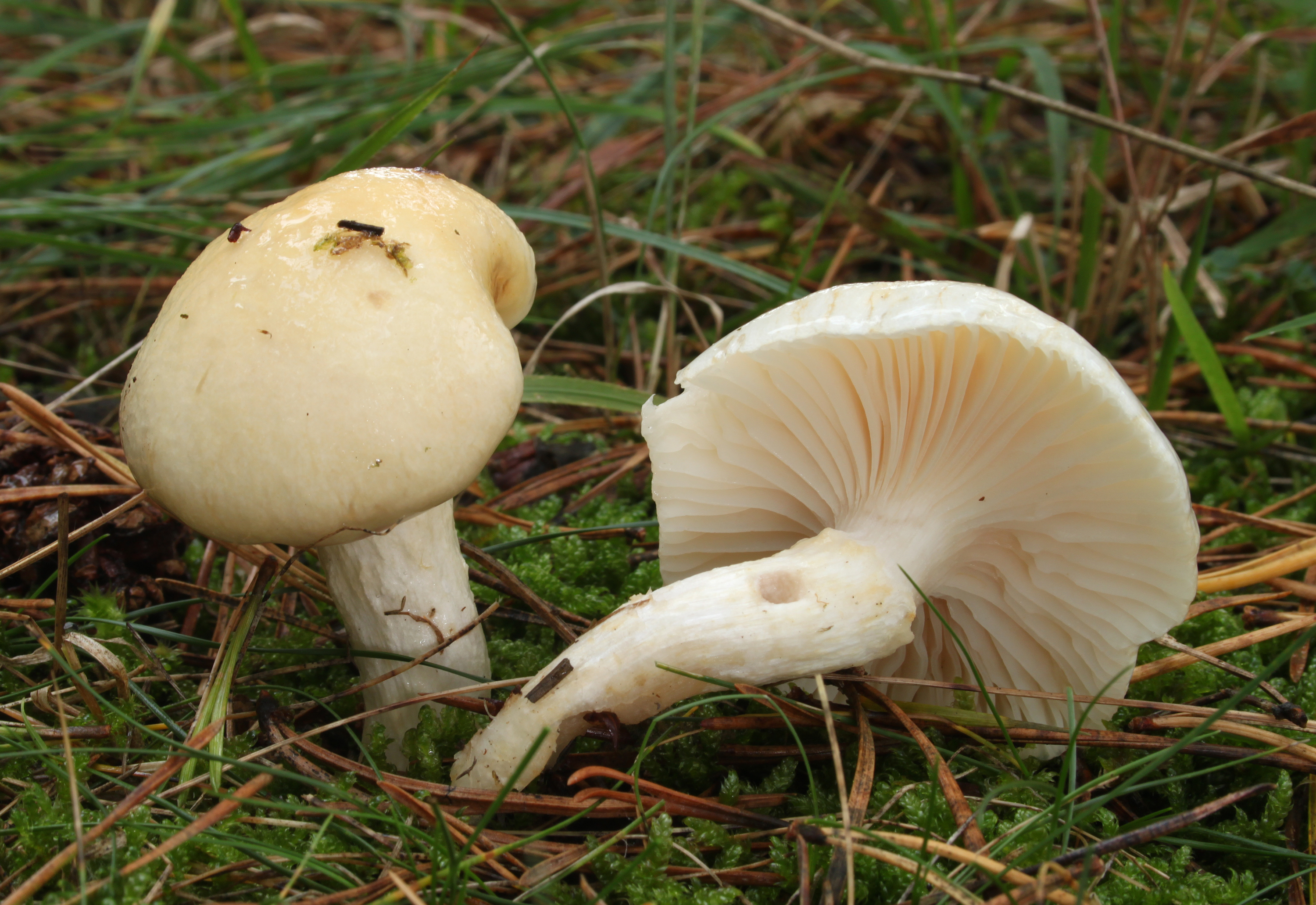 Schleimberingter Schneckling Hygrophorus ligatus