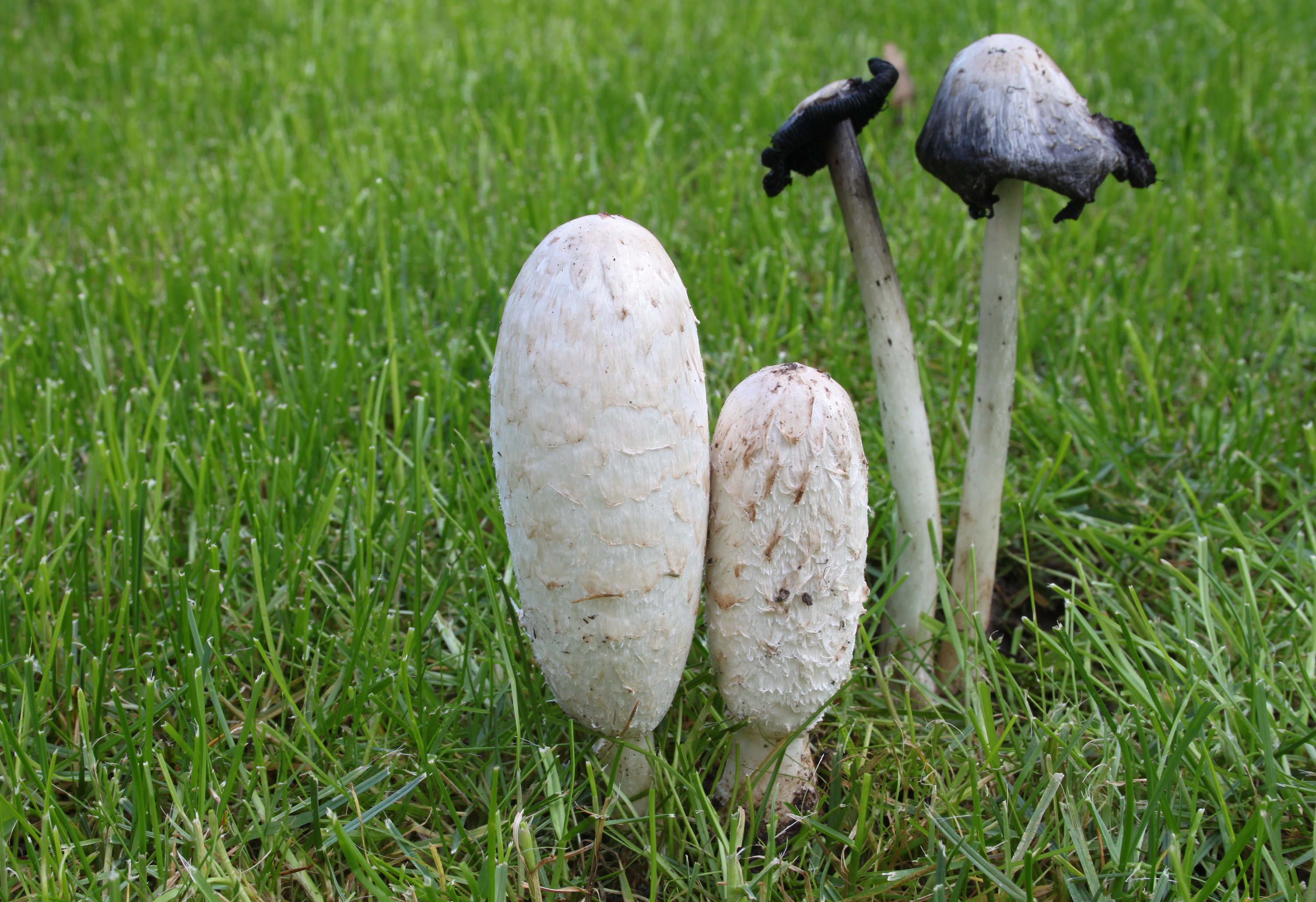 Schopftintling-Coprinus-comatus