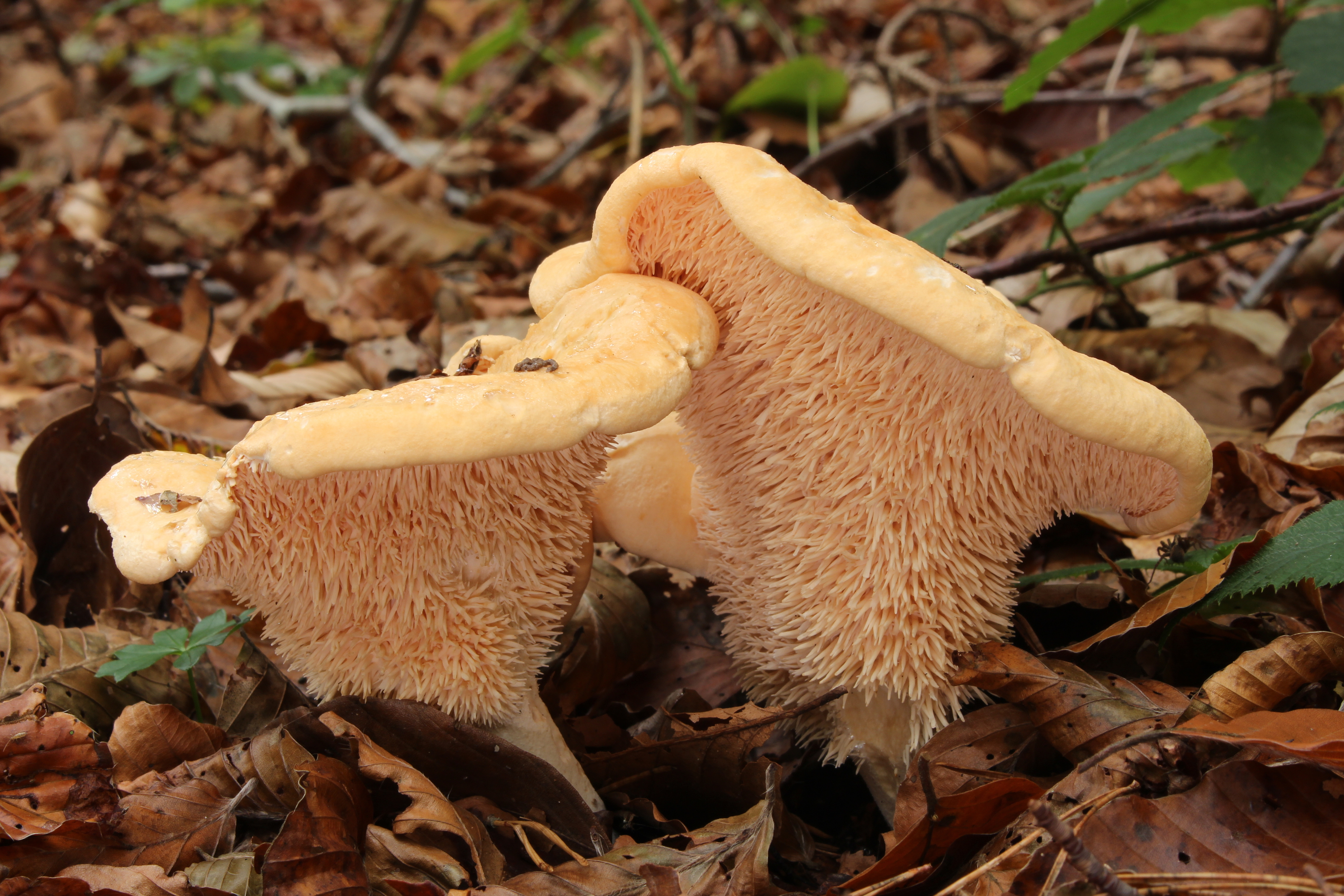 Semmel-Stoppelpilz Semmelgelber Stacheling Hydnum repandum