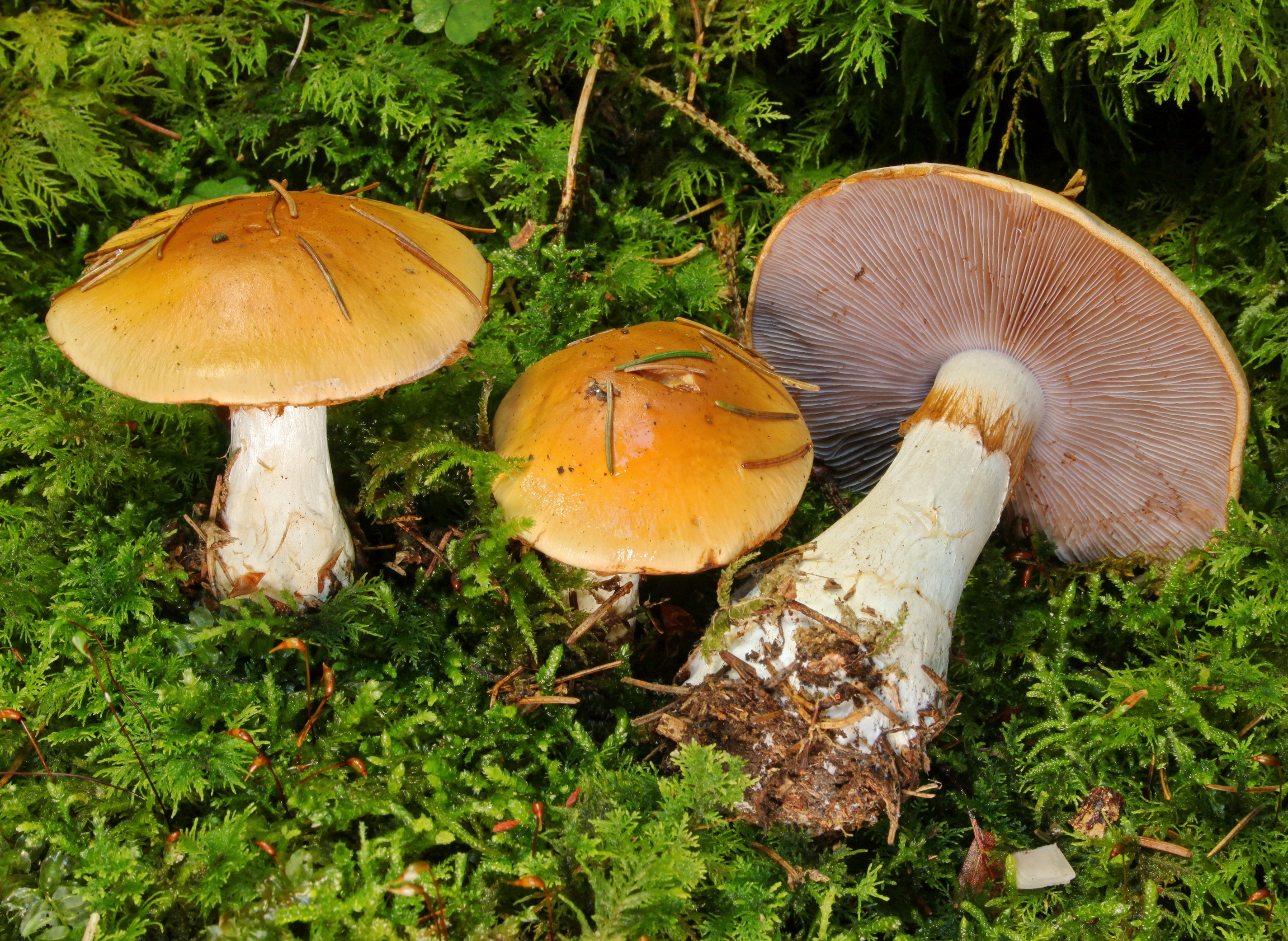 Semmelgelber-Schleimkopf-Cortinarius-varius