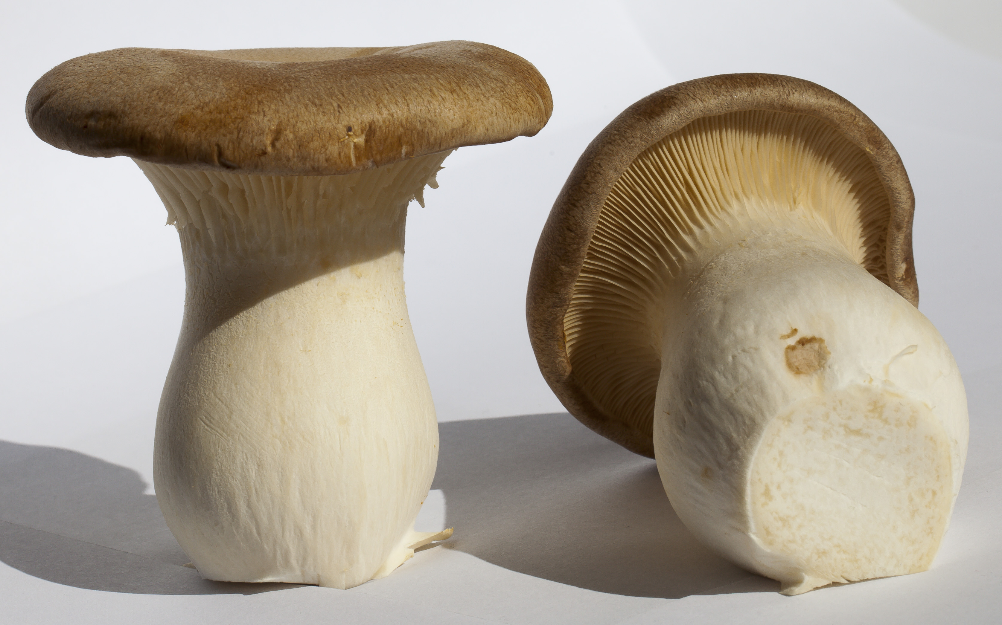 Seta de cardo (Pleurotus eryngii), 2012-10-03, DD 01