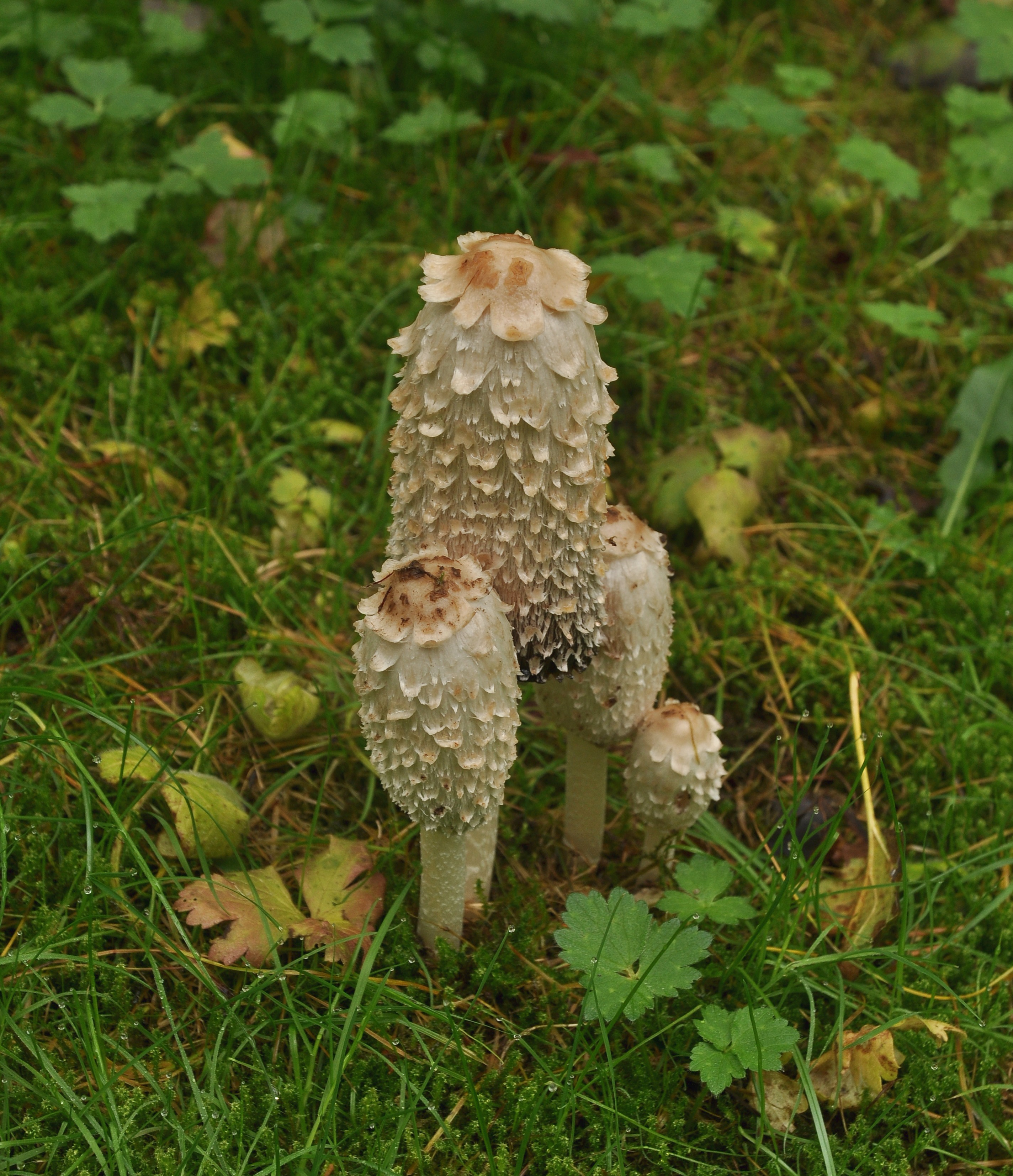 Shaggy inkcaps (Coprinus comatus)