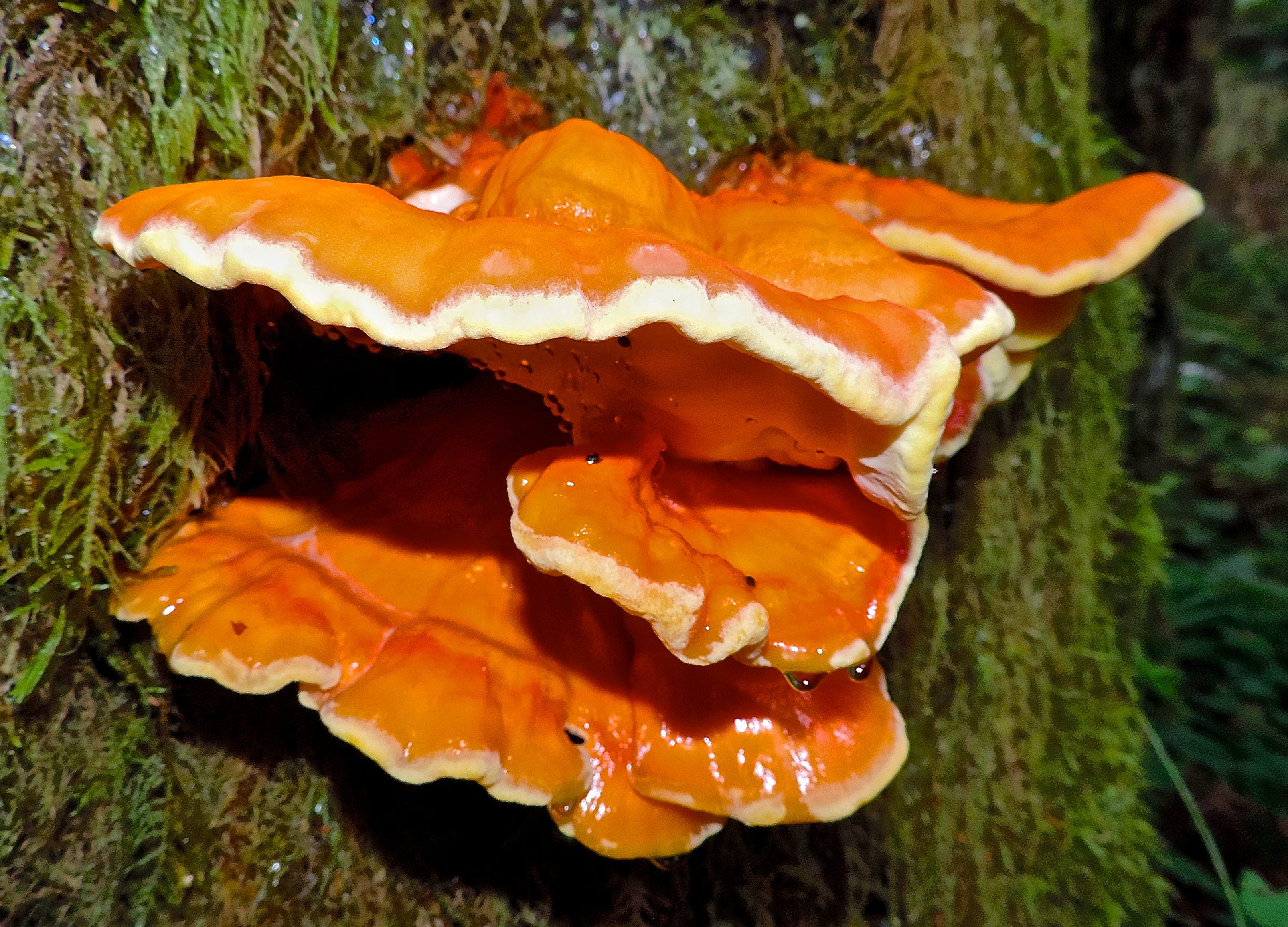 Shelf mushroom (15006670788)