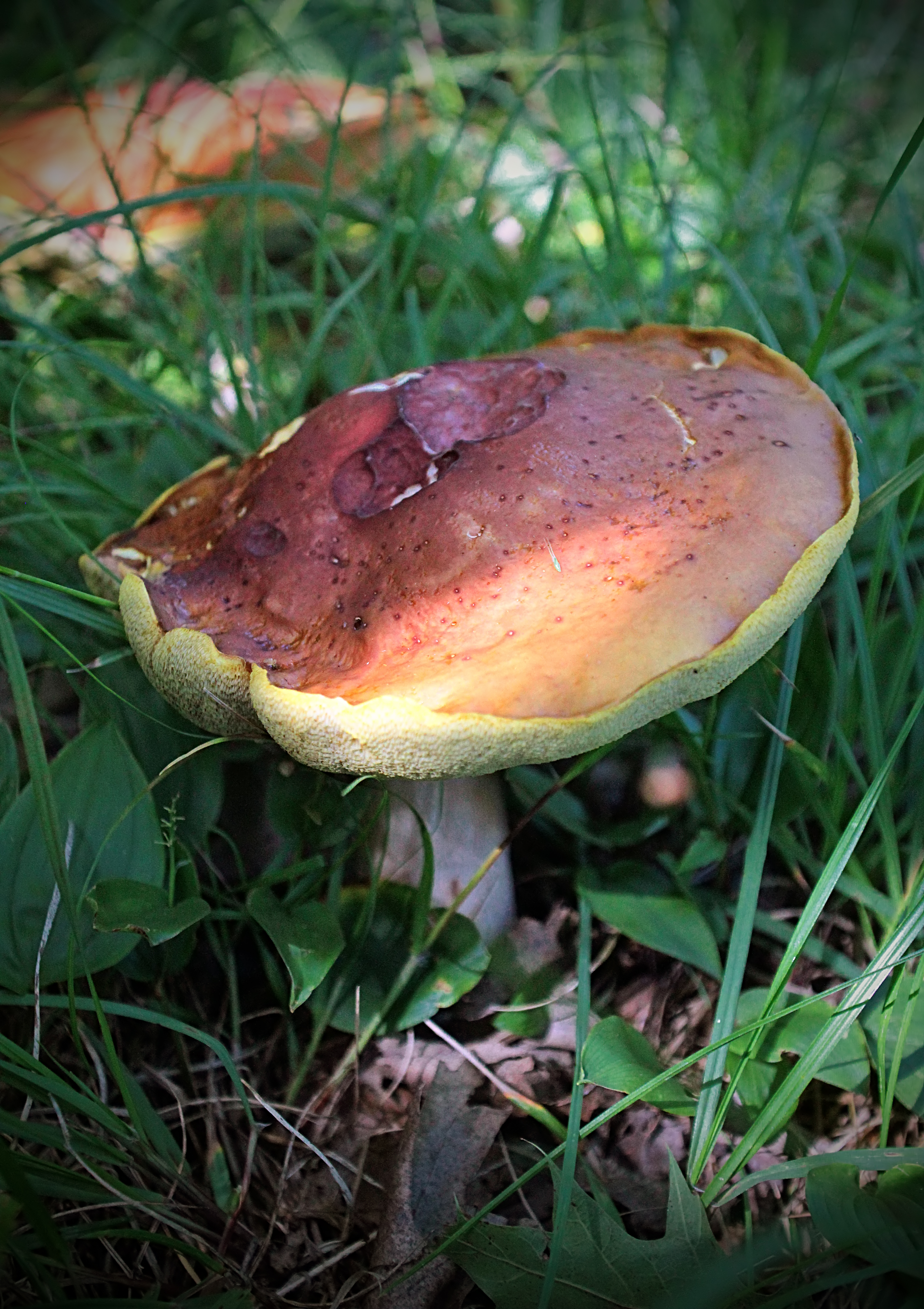 Shriveled (9312407750)