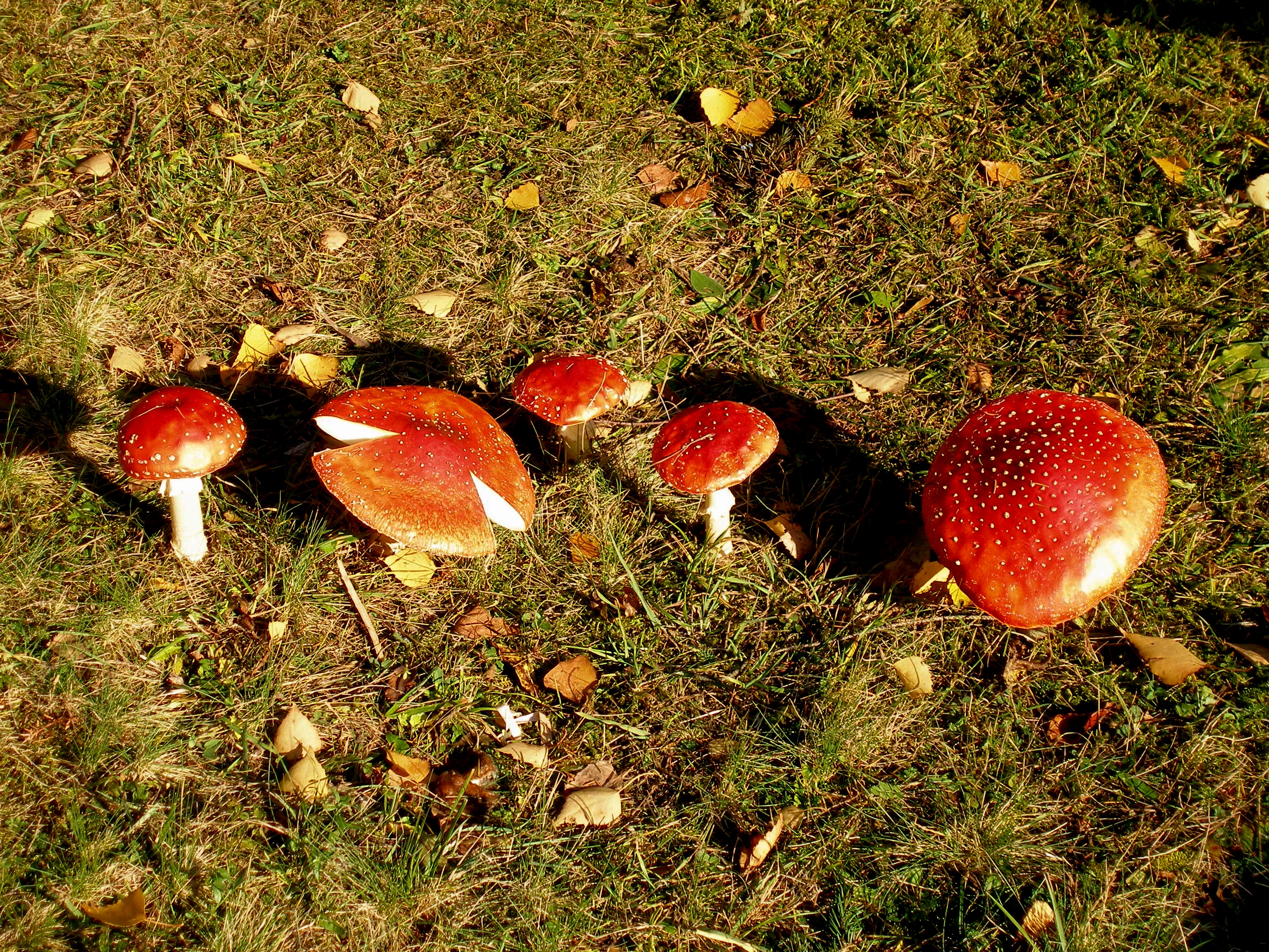 Slovakia autumn 8