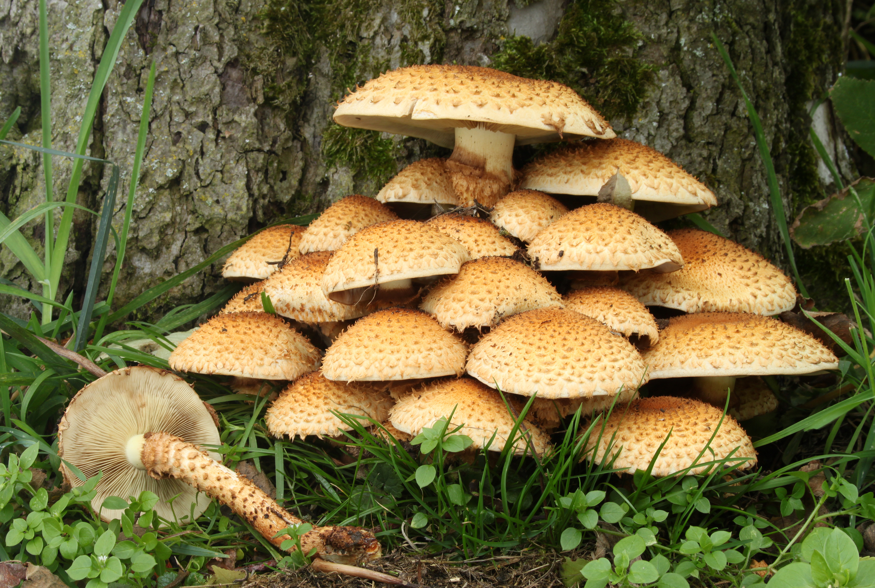Sparrige Schüppling (Pholiota squarrosa)