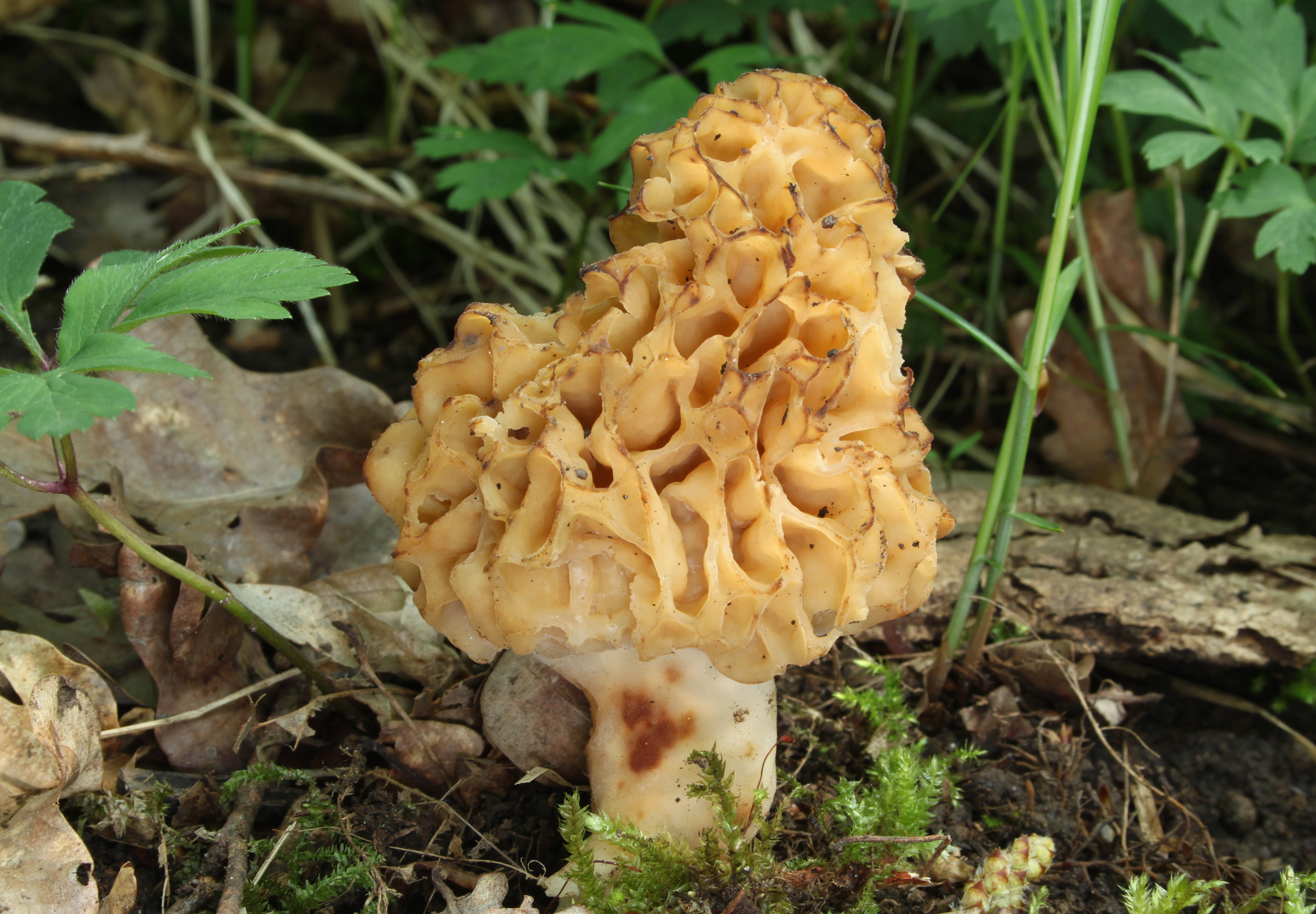Speise-Morchel Morchella esculenta