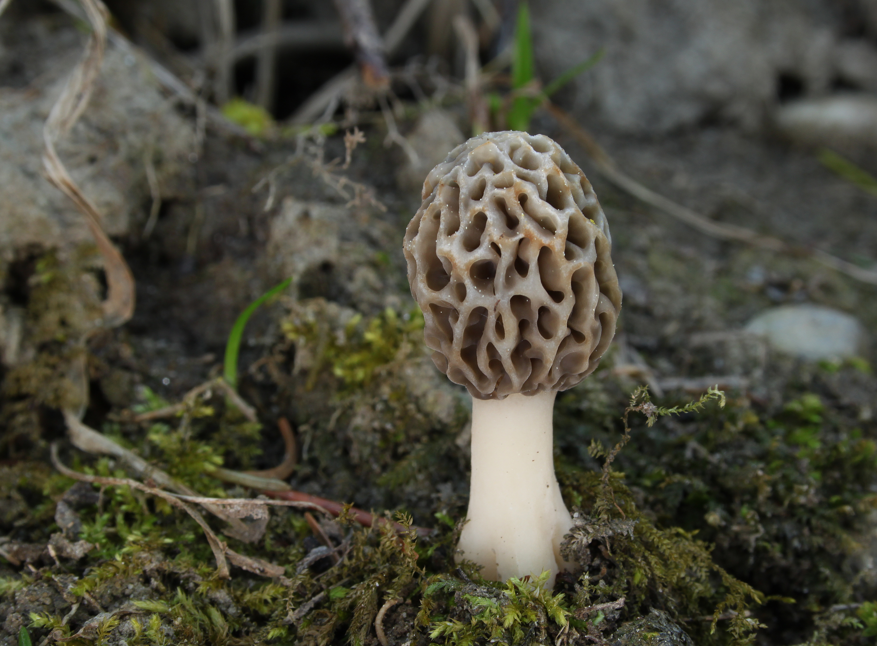 Speise Morchel Morchella esculenta