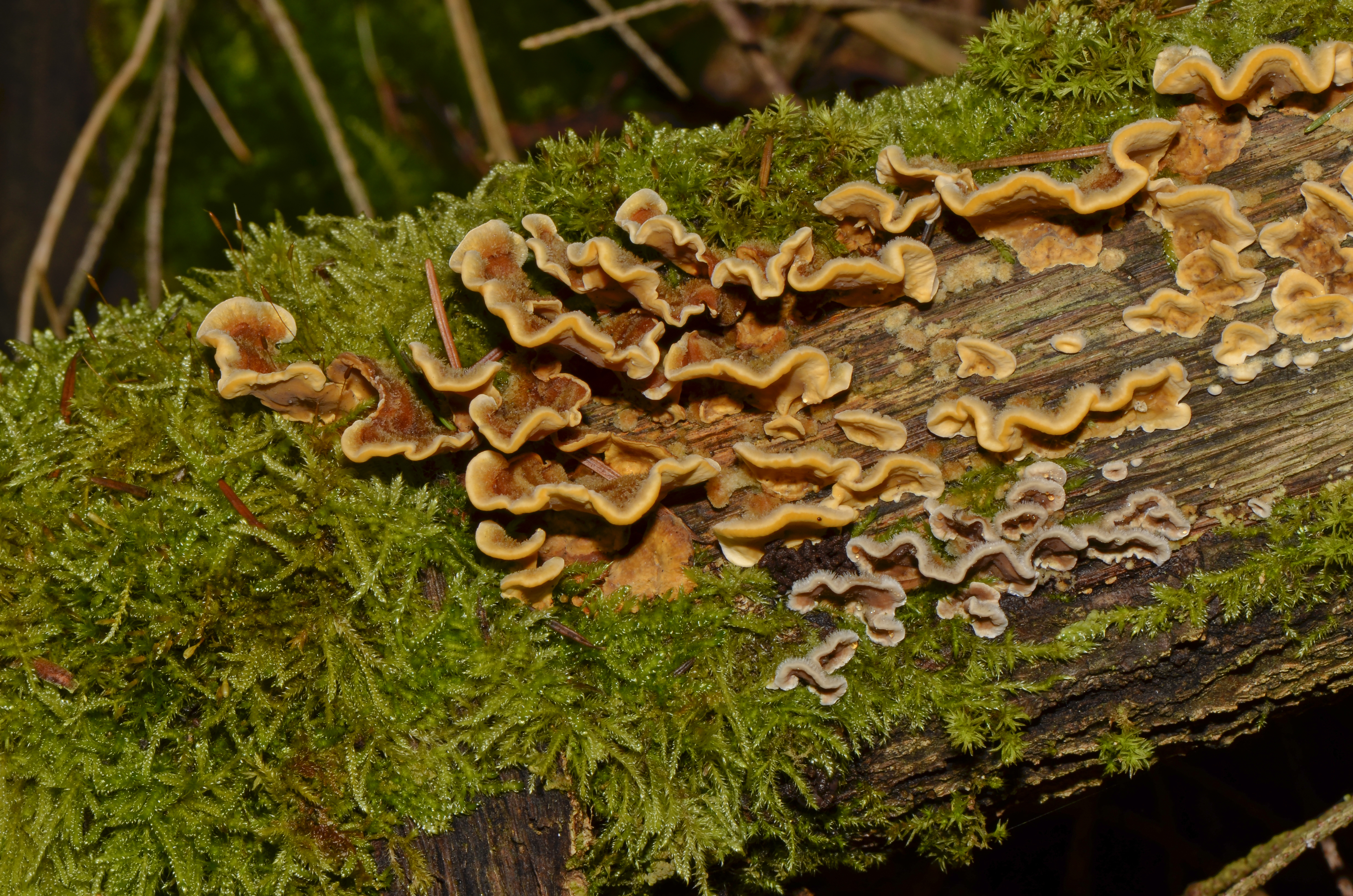 Stereum hirsutum - Striegeliger Schichtpilz - Gelber Schichtpilz - 03