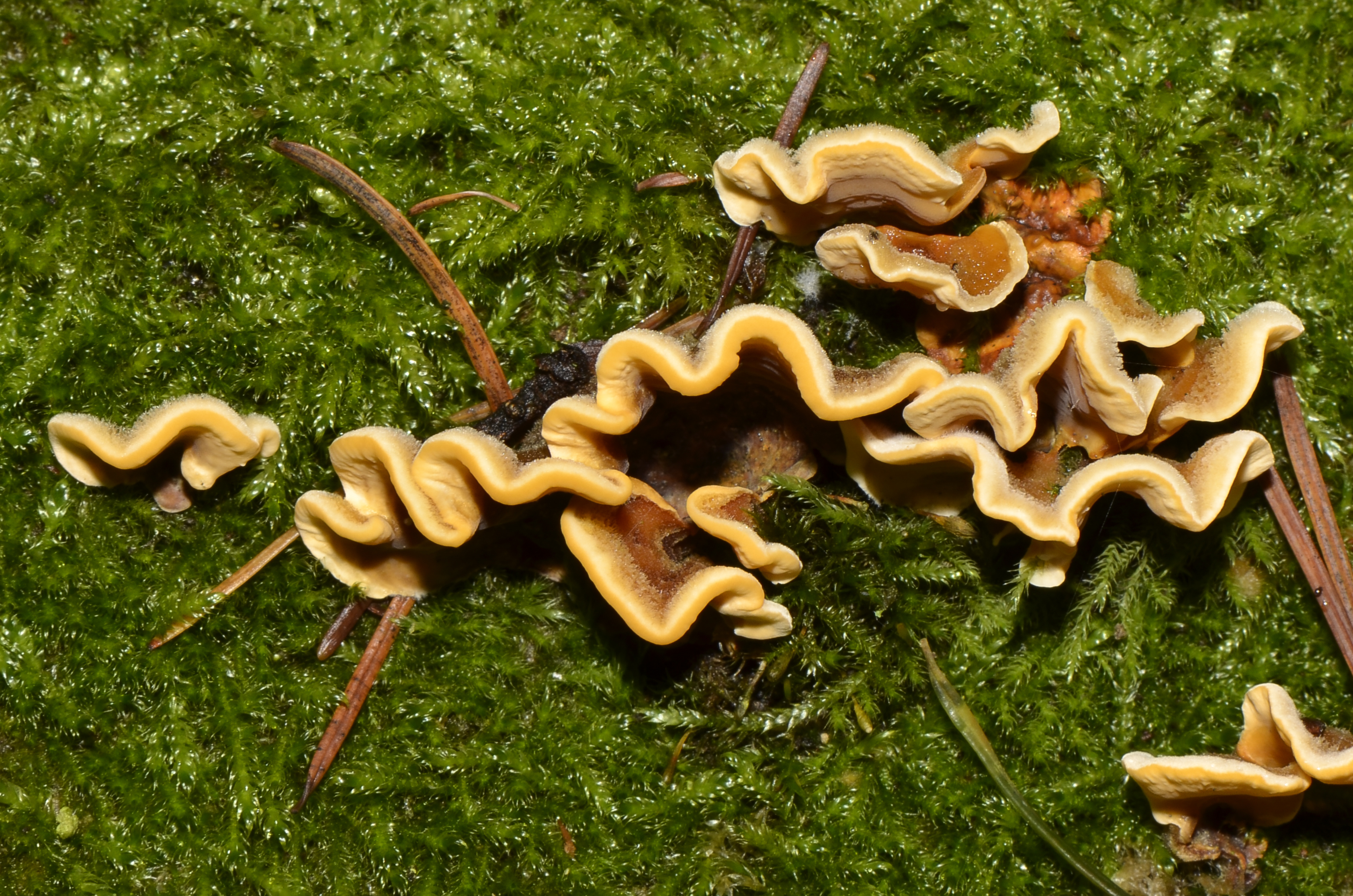 Stereum hirsutum - Striegeliger Schichtpilz - Gelber Schichtpilz - 06