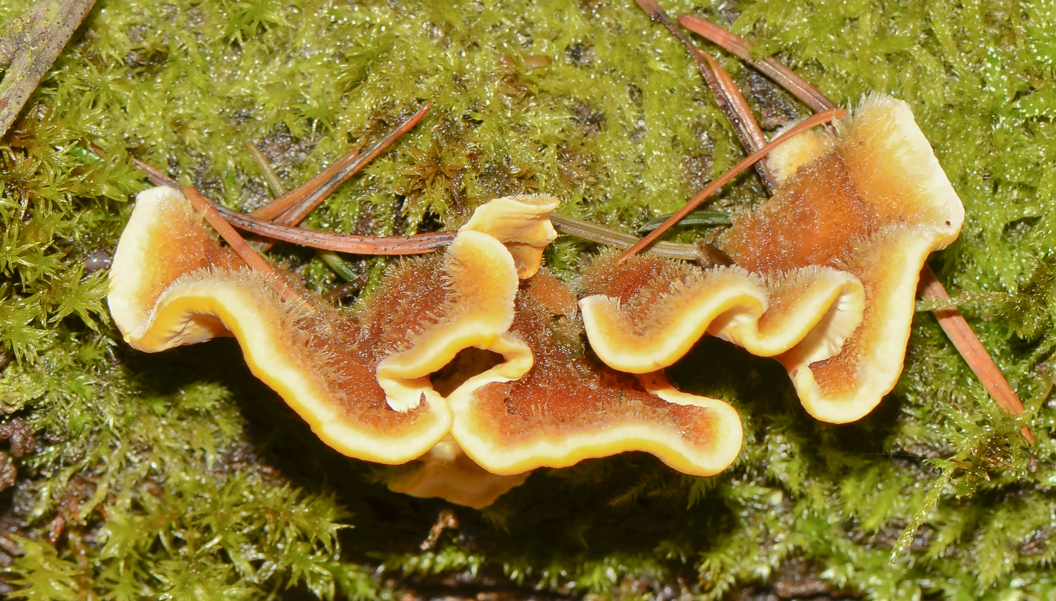 Stereum hirsutum - Striegeliger Schichtpilz - Gelber Schichtpilz - 07