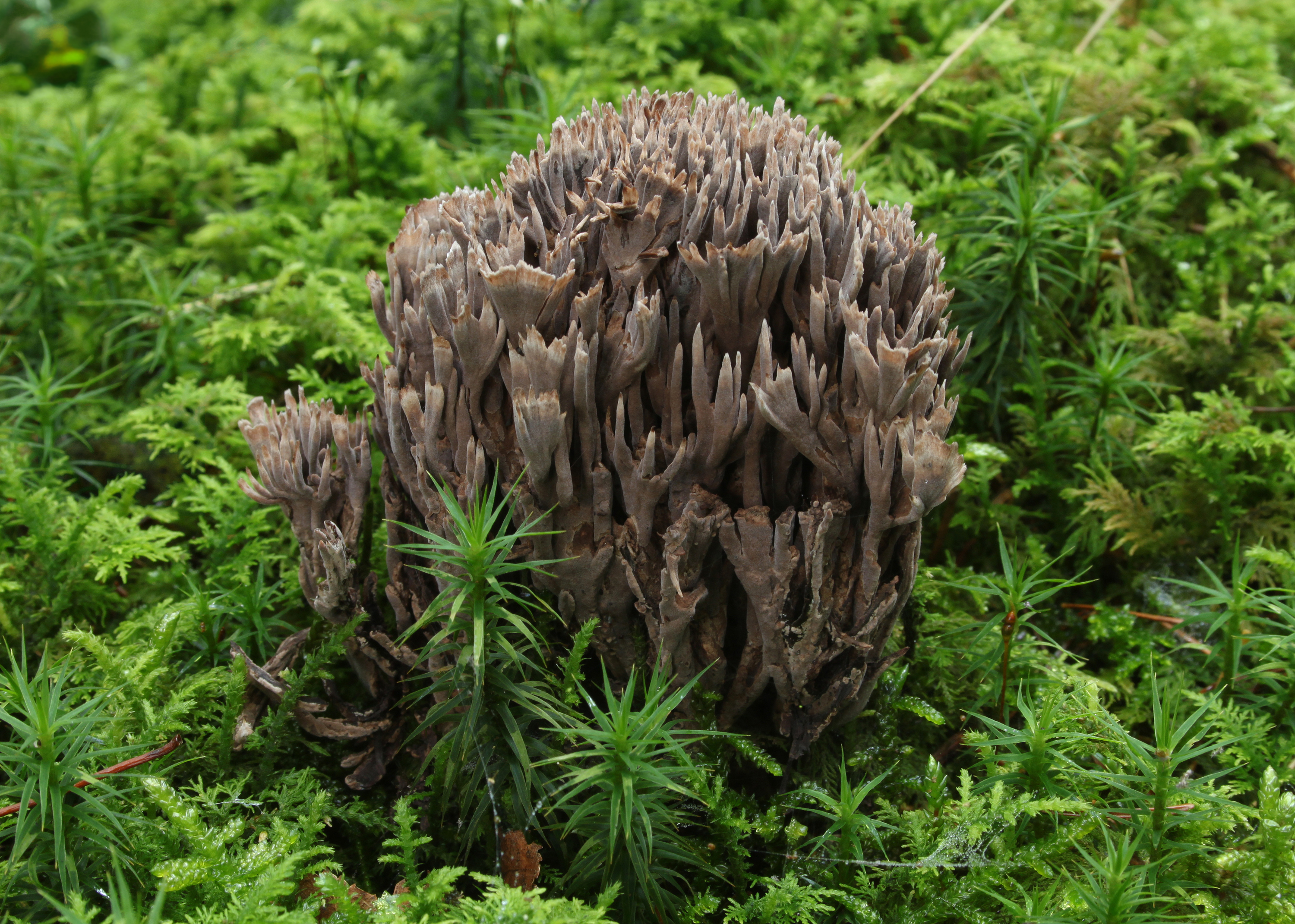 Stinkende Lederkoralle Thelephora palmata