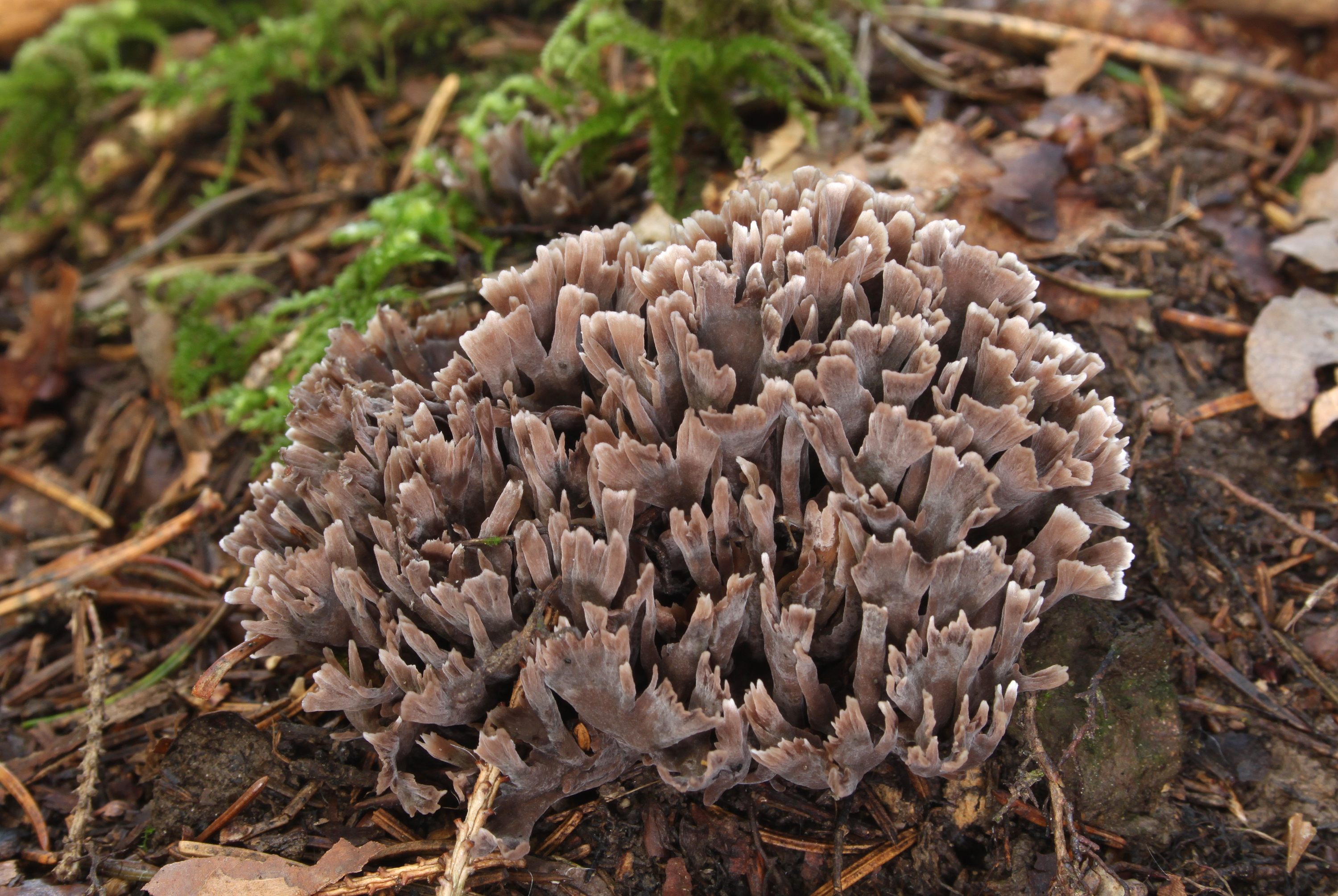 Stinkender Warzenpilz Thelephora palmata