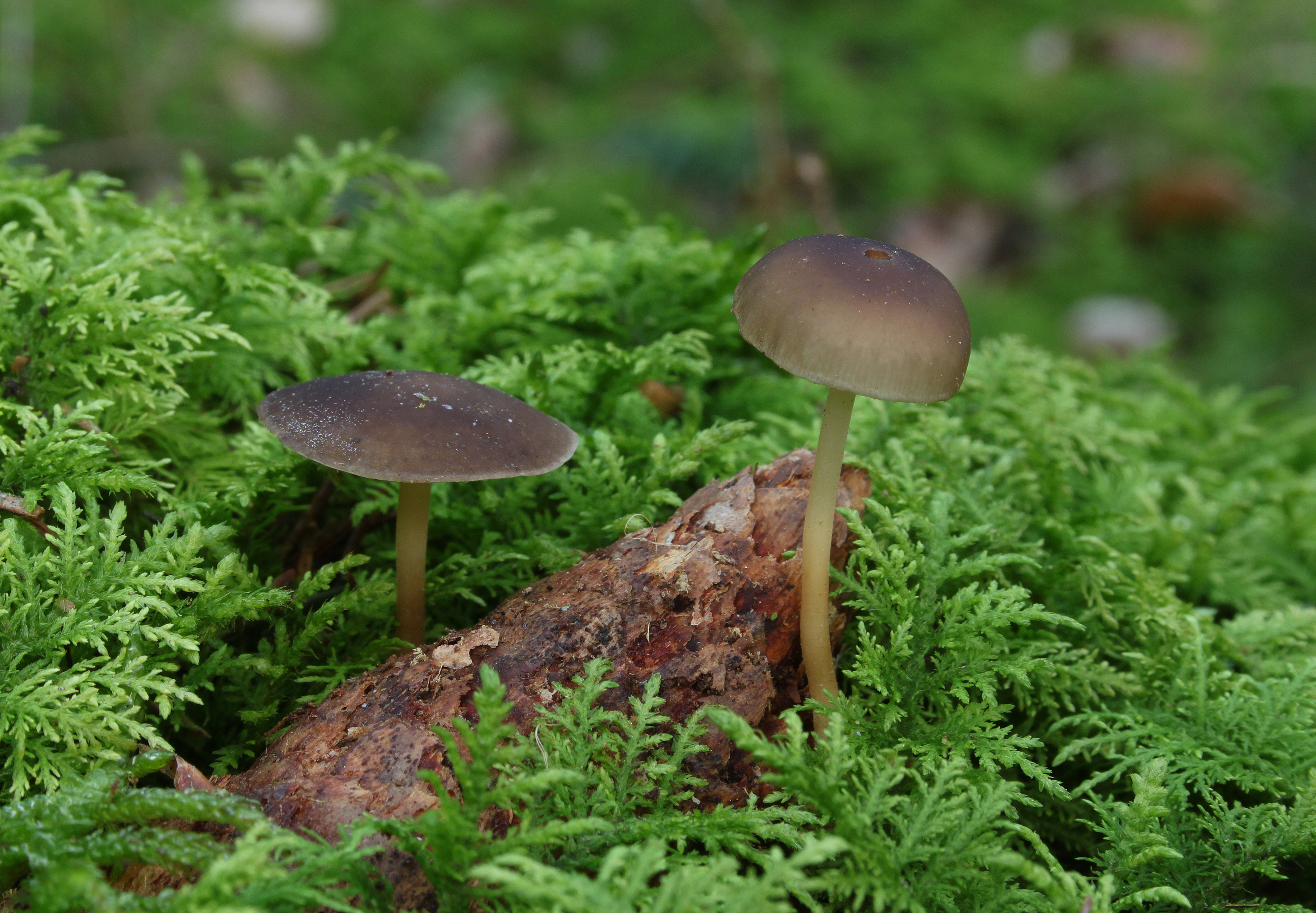 Strobilurus esculentus Fichten-Zapfenrübling pic2
