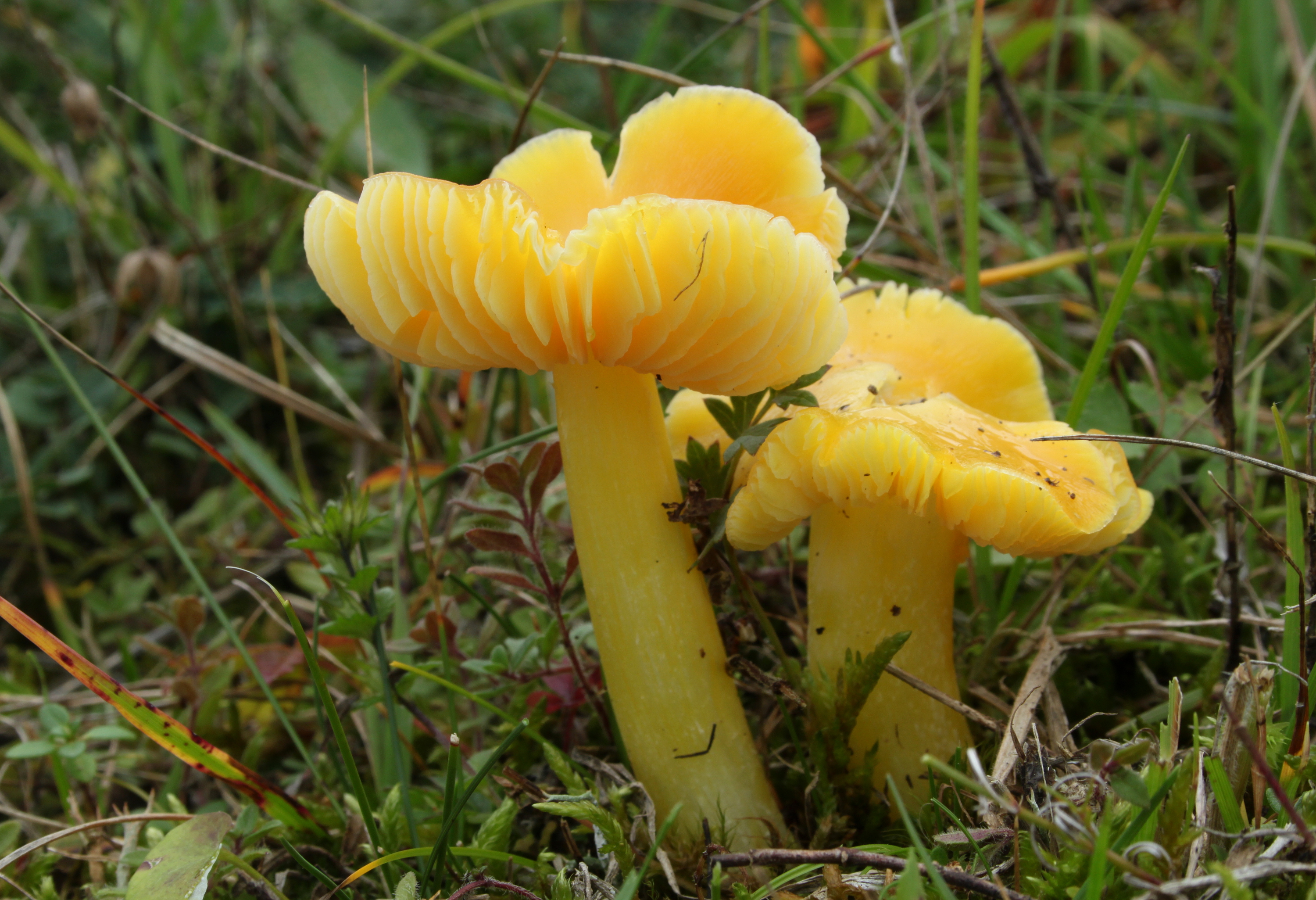 Stumpfer Saftling Hygrocybe chlorophana