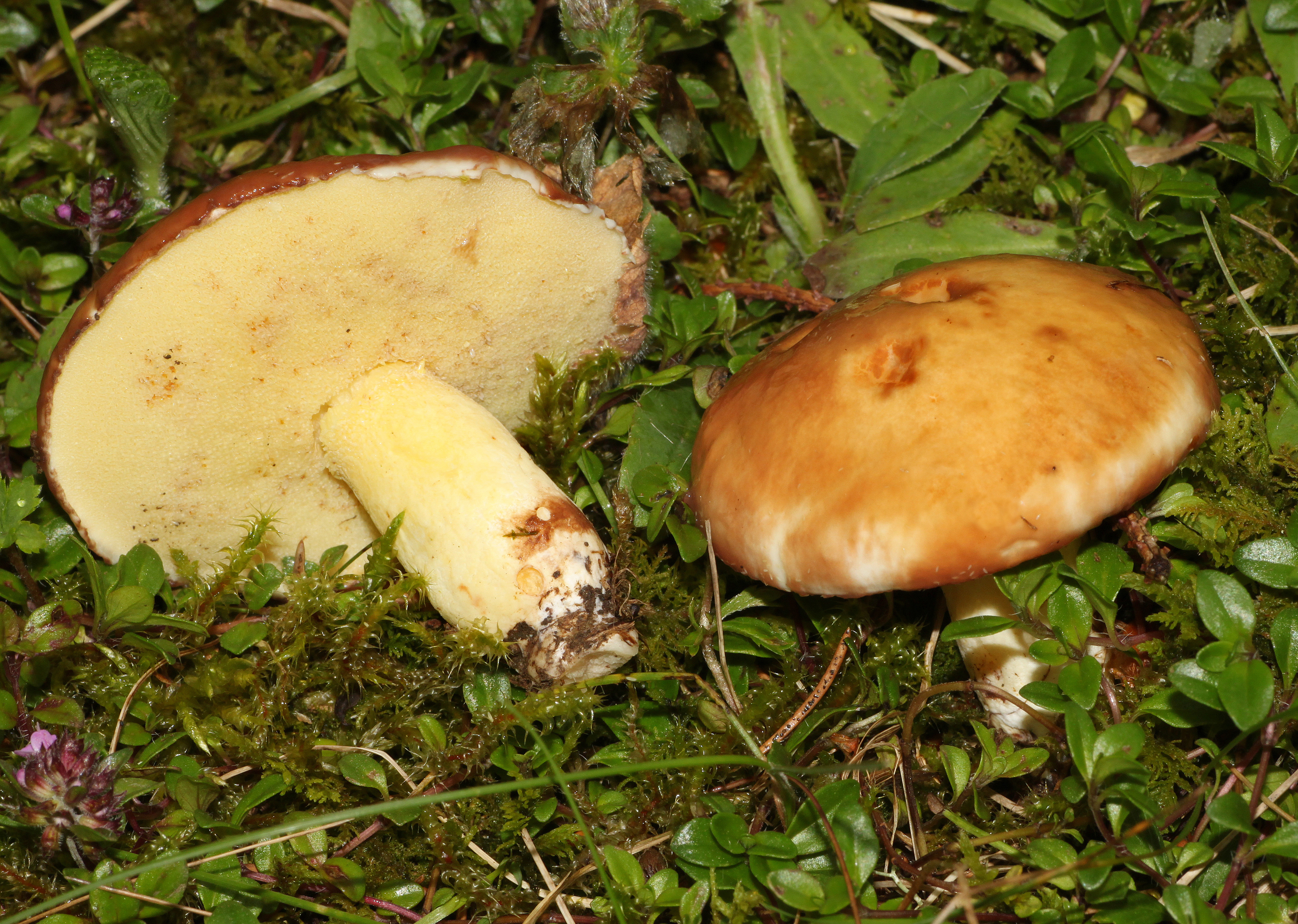 Suillus-granulatus