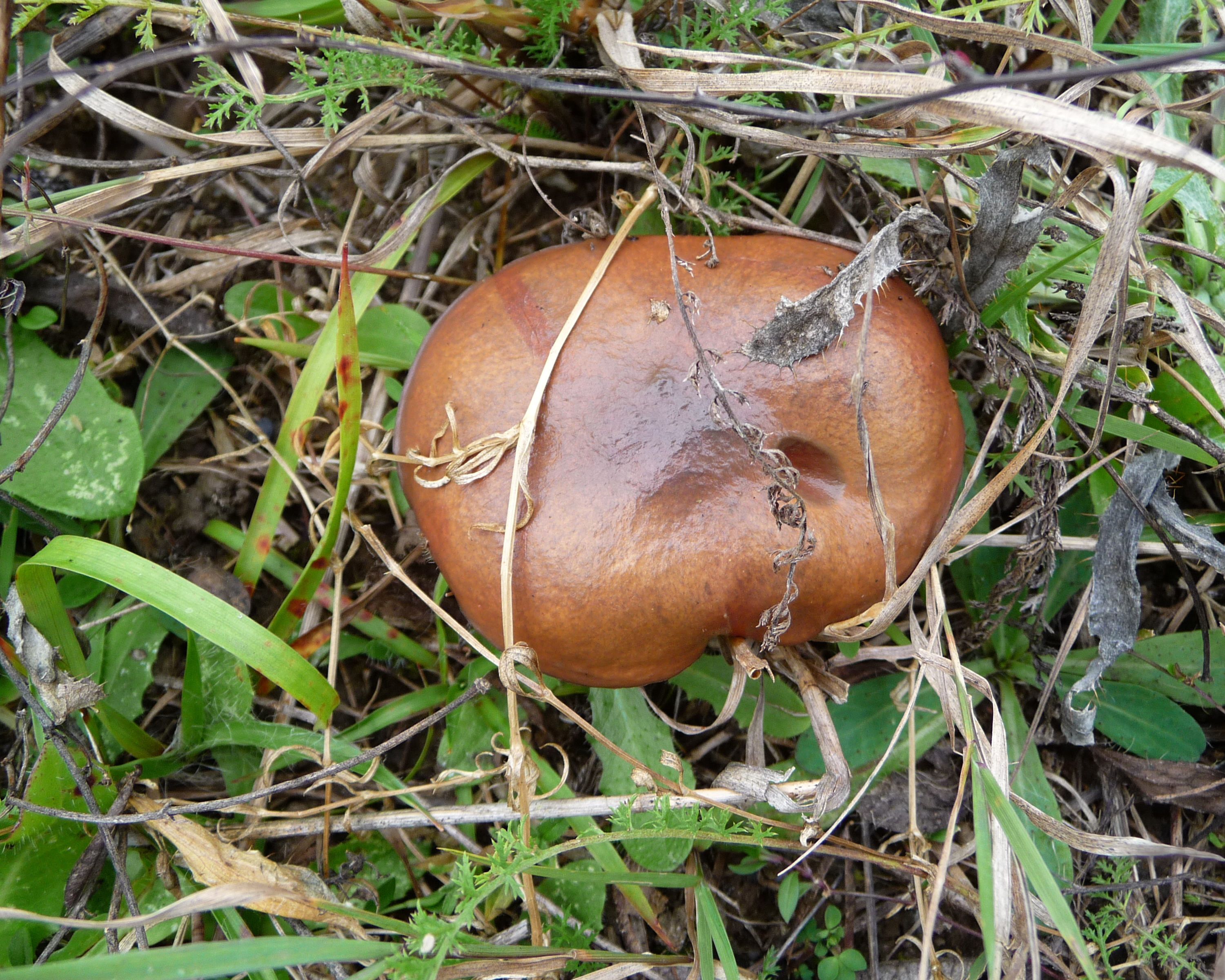 Suillus luteus 2010 G2