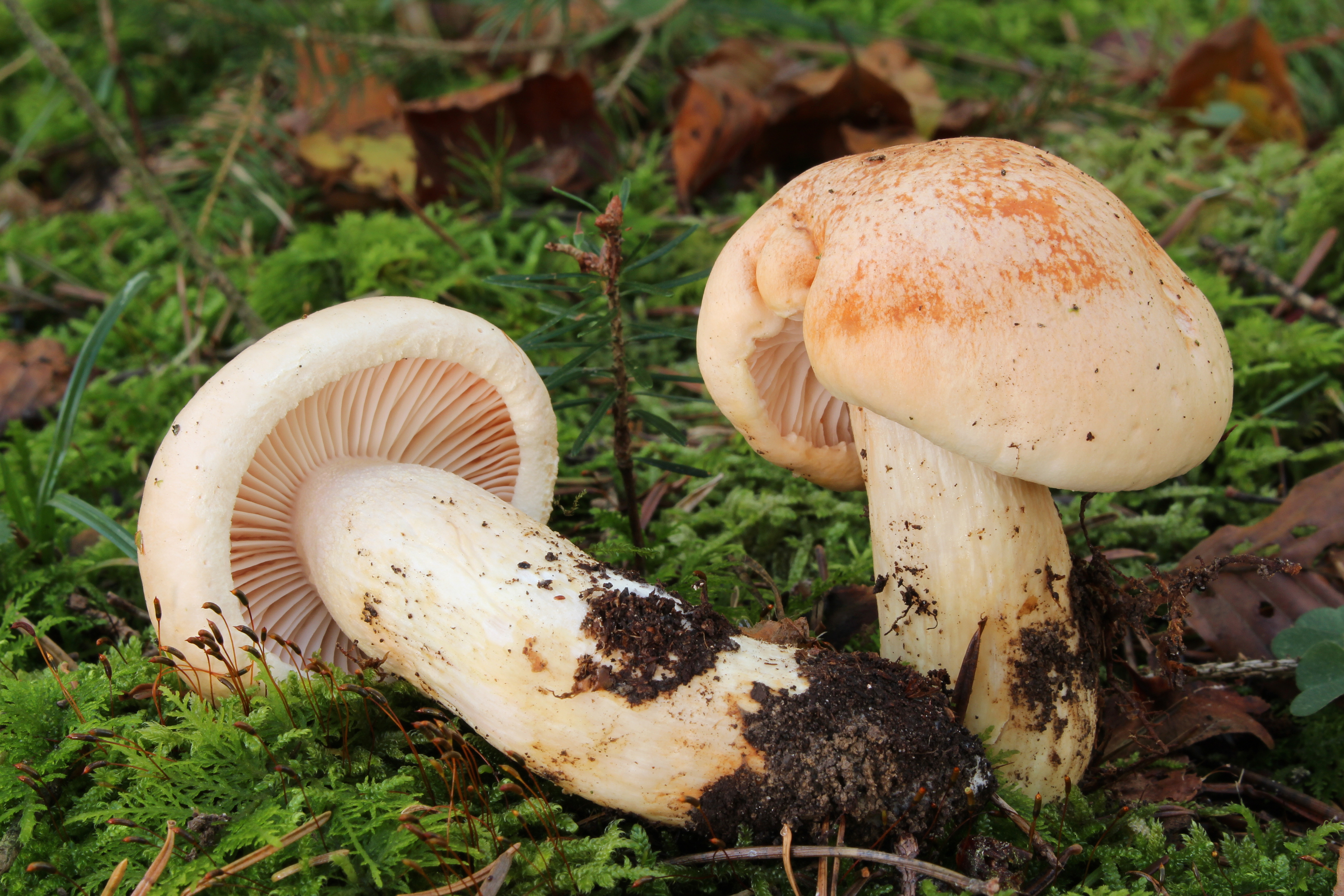 Terpentin-Schneckling (Hygrophorus pudorinus)