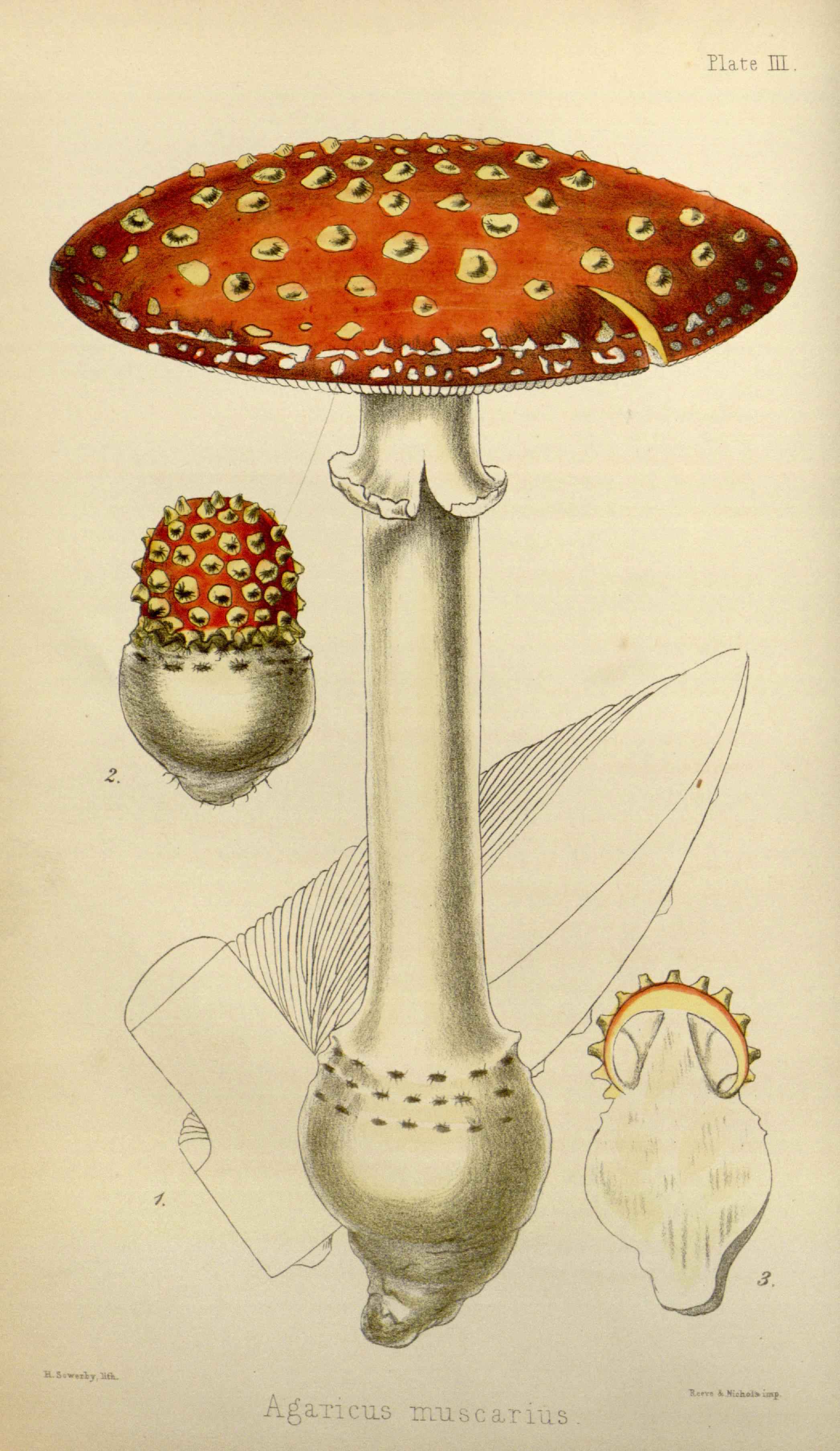 The flora homoeopathica (Plate III) BHL6163539