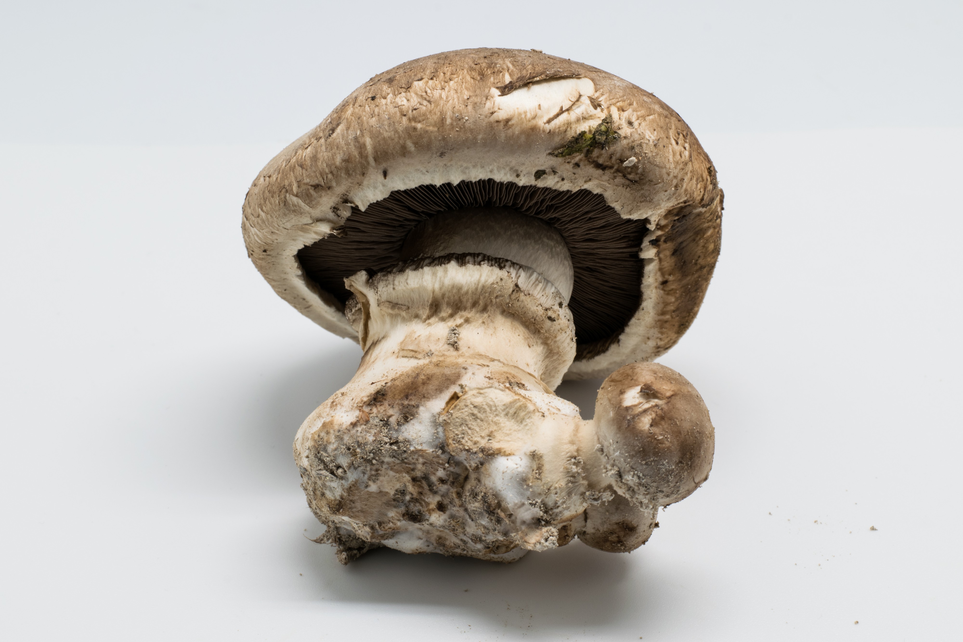 2016-01 Agaricus bisporus 01
