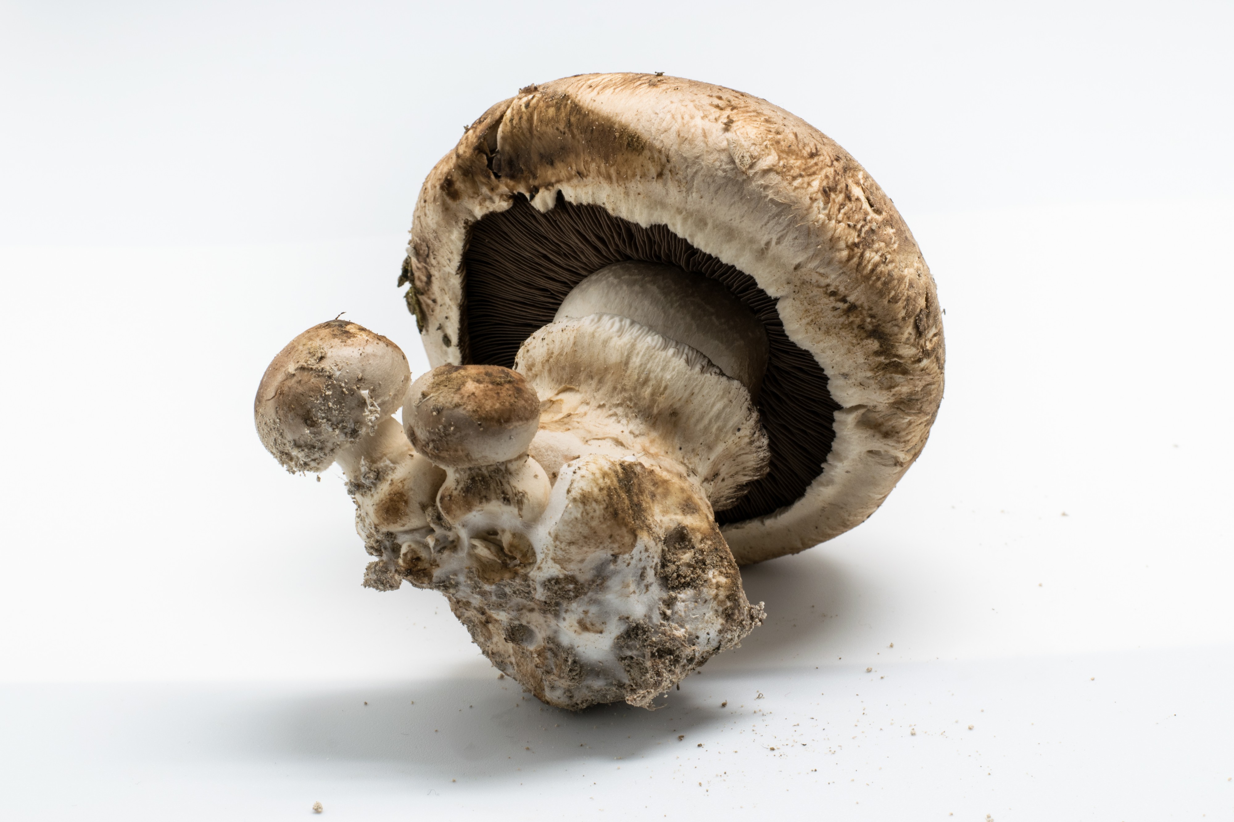 2016-01 Agaricus bisporus 03