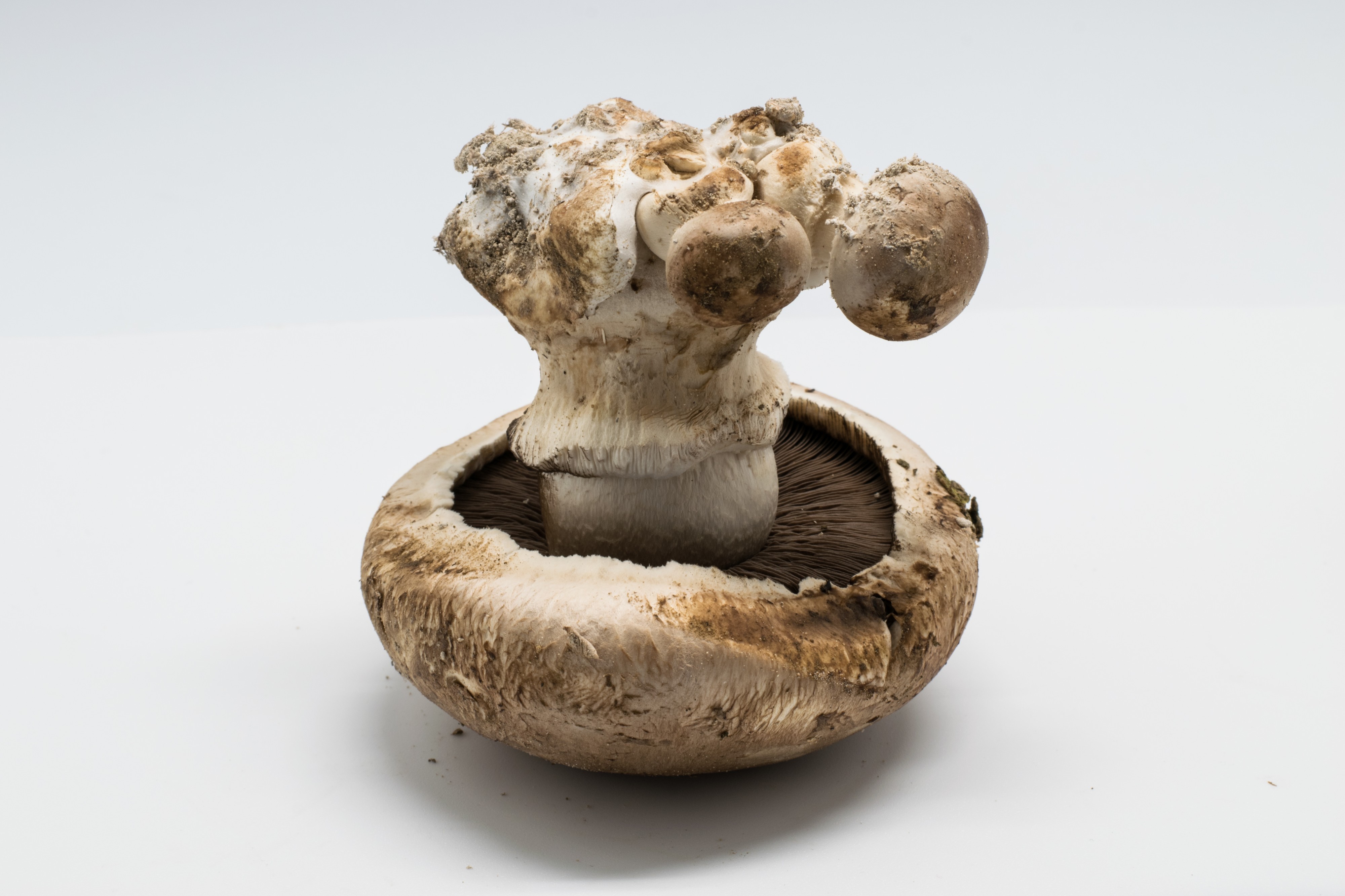 2016-01 Agaricus bisporus 06