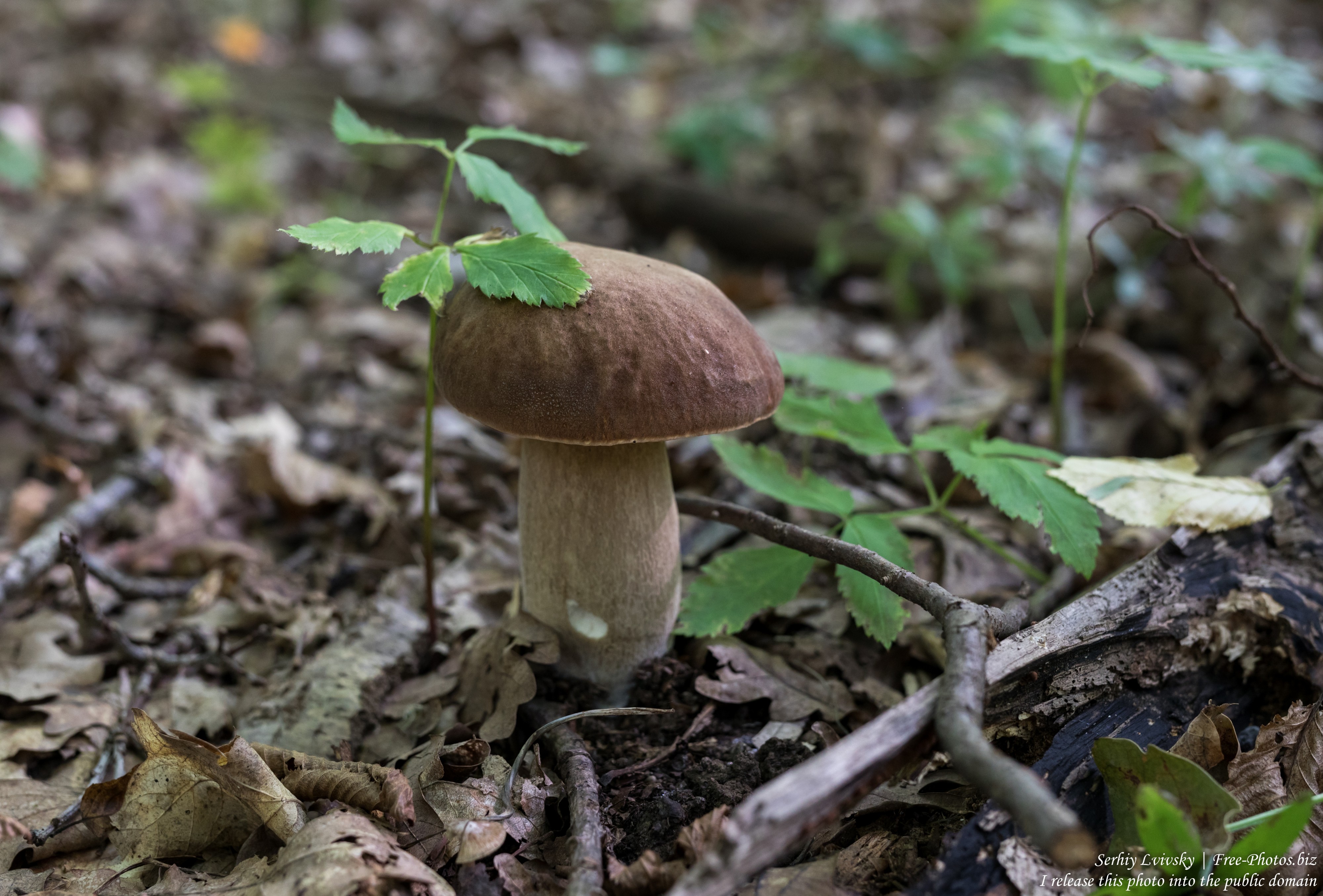 a mushroom in Rivne region of Ukraine in August 2019, picture 2